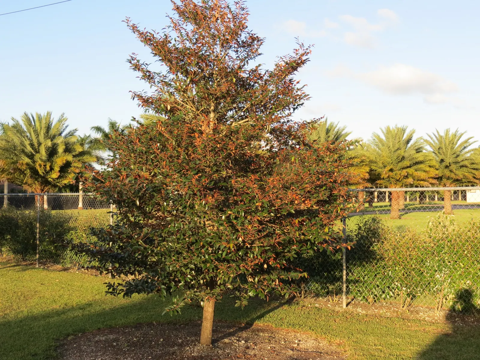 Lemonwood (Pittosporum Eugenioides) — yellow flowers and responds well to pruning