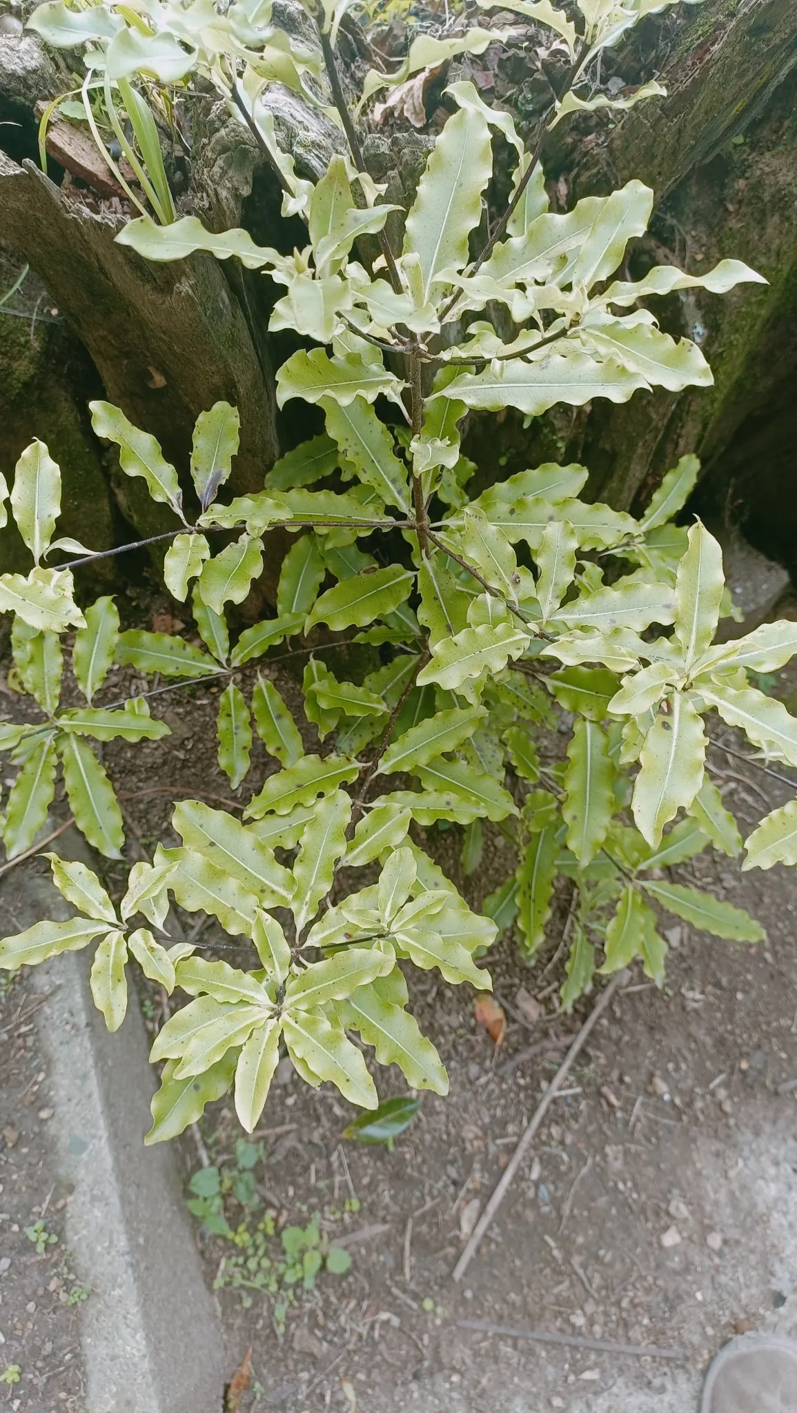 Lemonwood (Pittosporum Eugenioides) — suggesting a degree of frost tolerance.<br><br>With its fragrant foliage