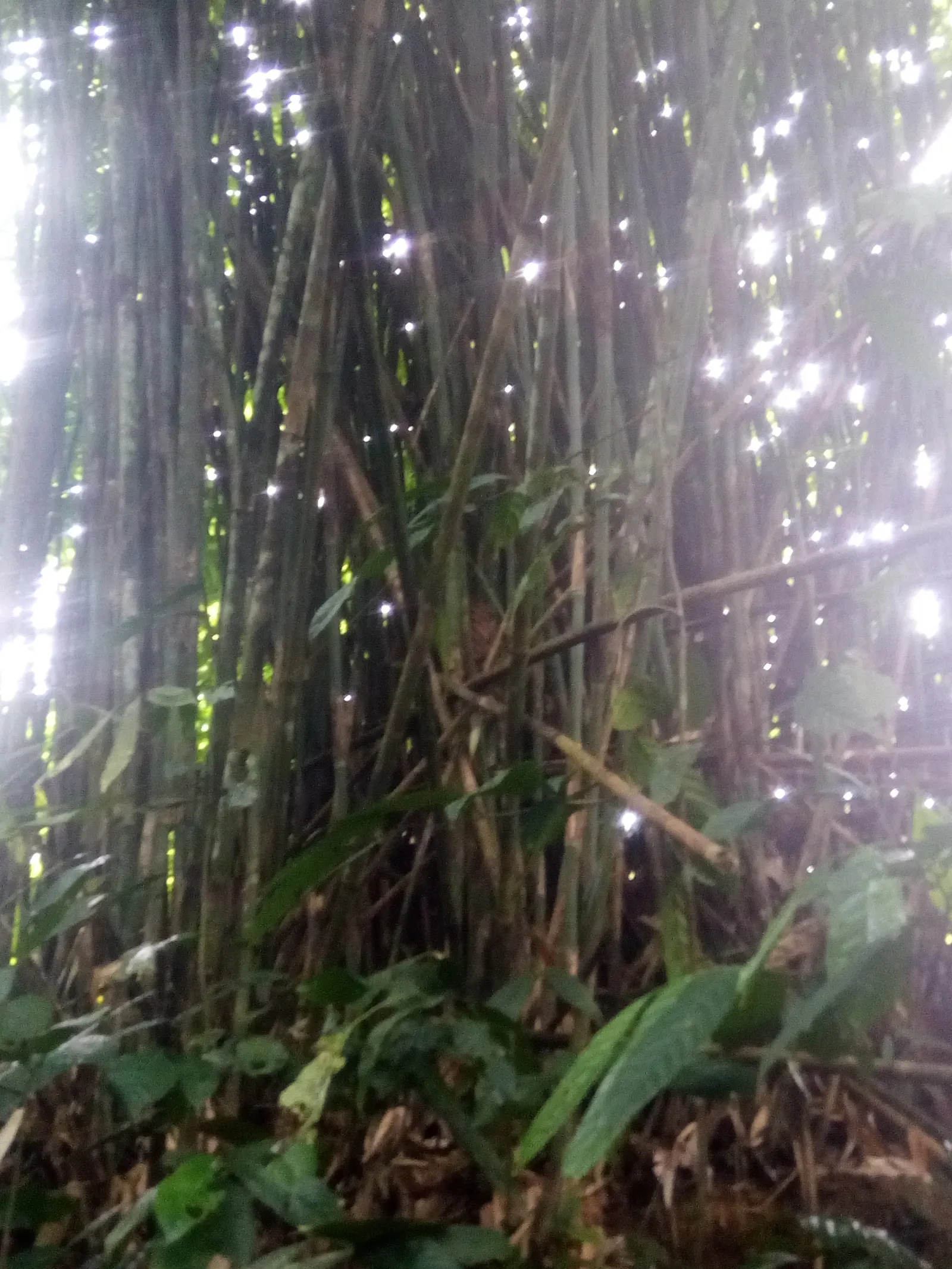 Giant Timber Bamboo (Phyllostachys Bambusoides) — this evergreen species prefers full sun and can establish an extensive root system