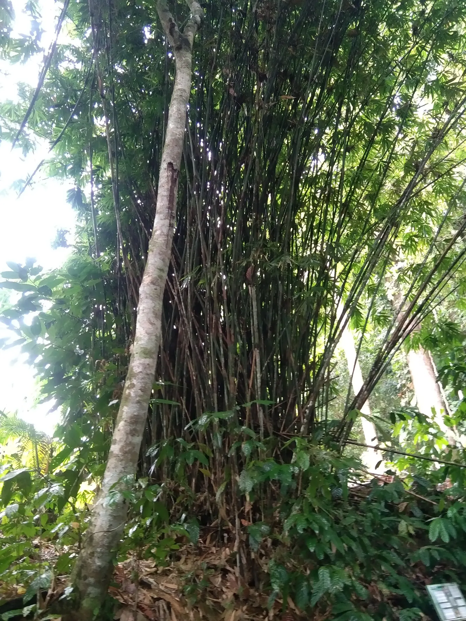 Giant Timber Bamboo (Phyllostachys Bambusoides) — fast-growing species that reaches up to 70 feet tall with culms 5 inches in diameter