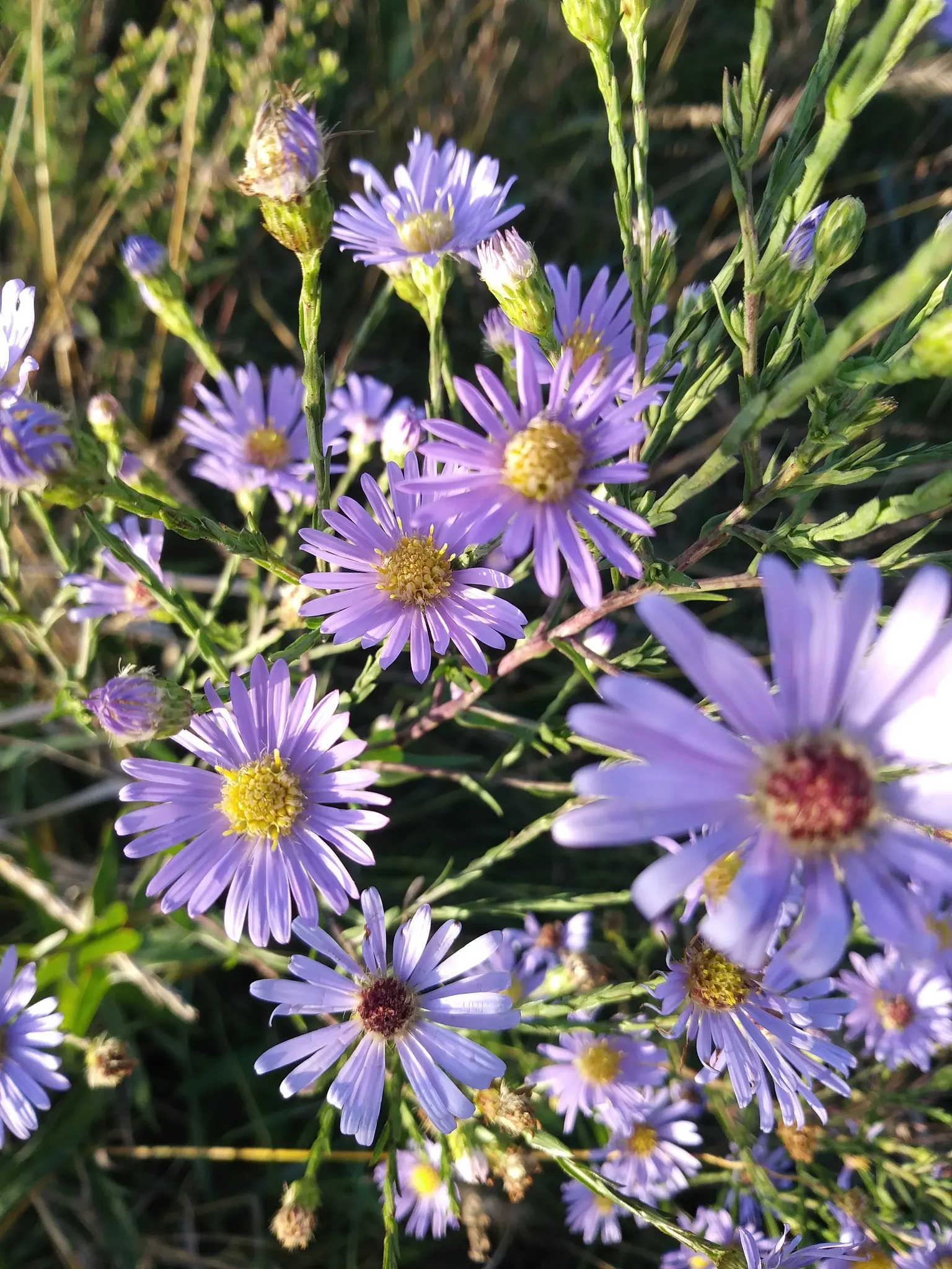 Sky Blue Aster (Symphyotrichum Oolentangiense) — presents a delightful burst of color to any landscape design
