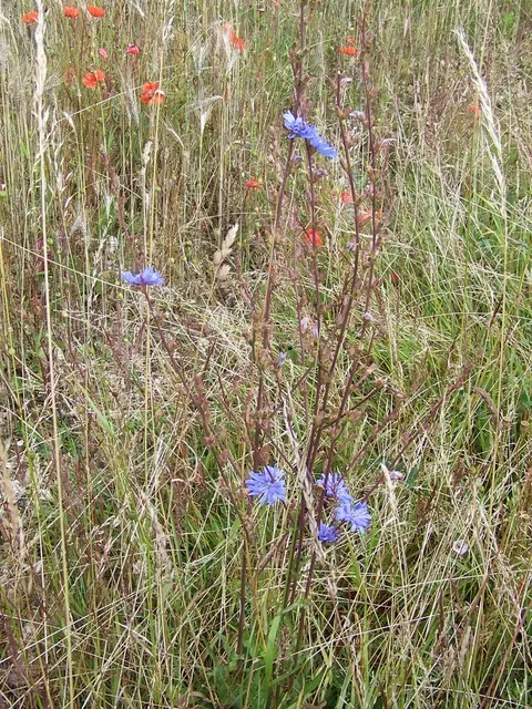 Sky Blue Aster (Symphyotrichum Oolentangiense) — showcasing a bushy clump of sturdy stems clothed in narrow