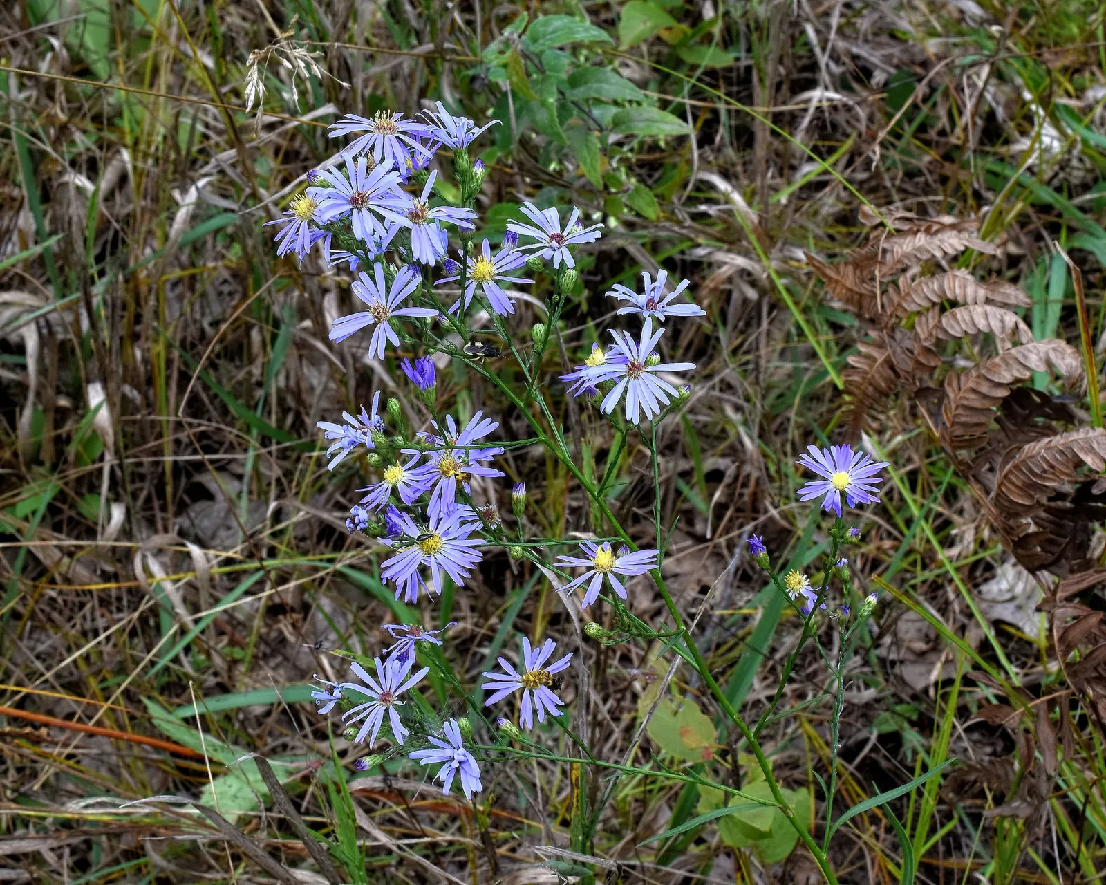 Sky Blue Aster (Symphyotrichum Oolentangiense) — Distinguished by its radiant blue flowers with yellow centers