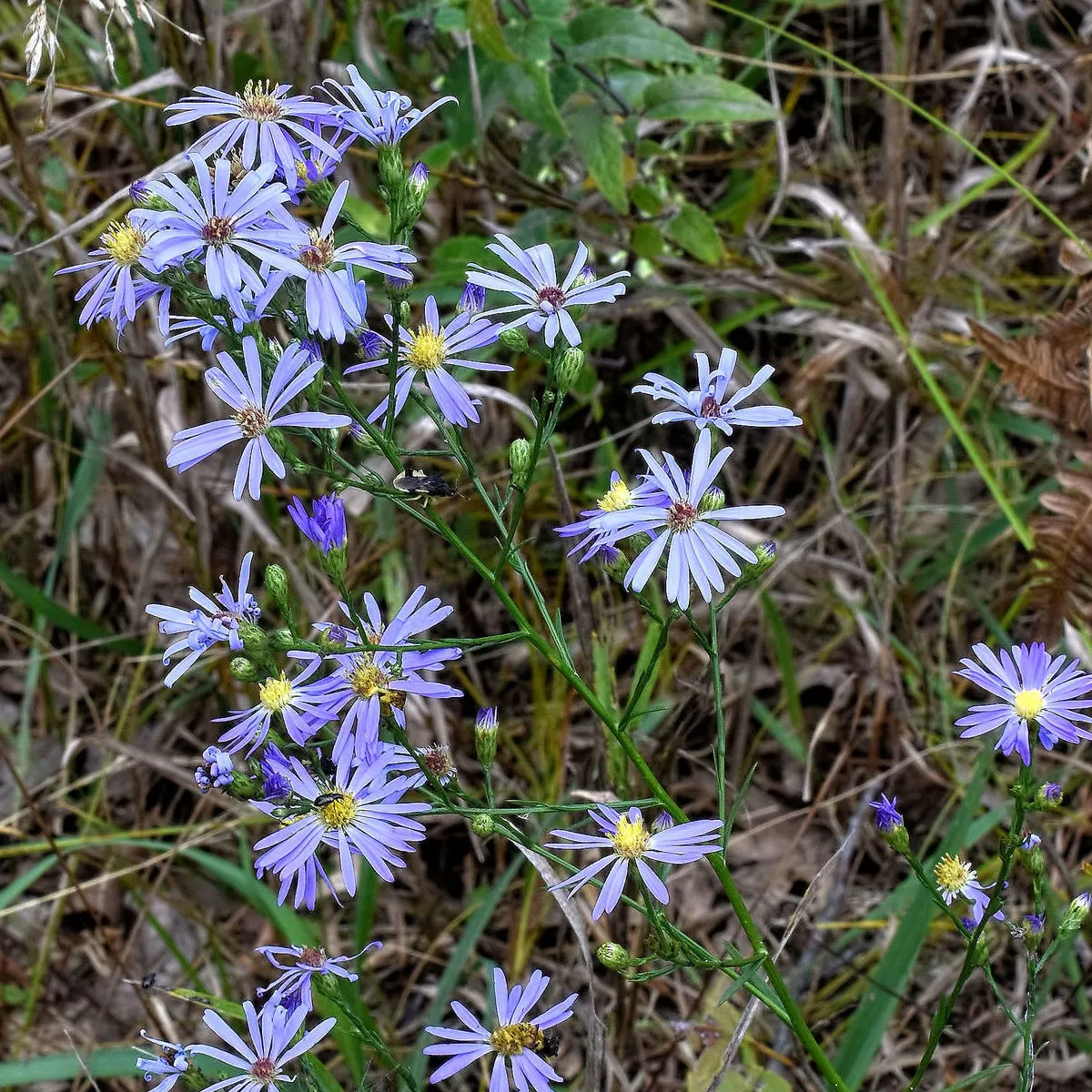 Sky Blue Aster (Symphyotrichum Oolentangiense) — This low-maintenance aster prefers full sun to partial shade and well-drained soil