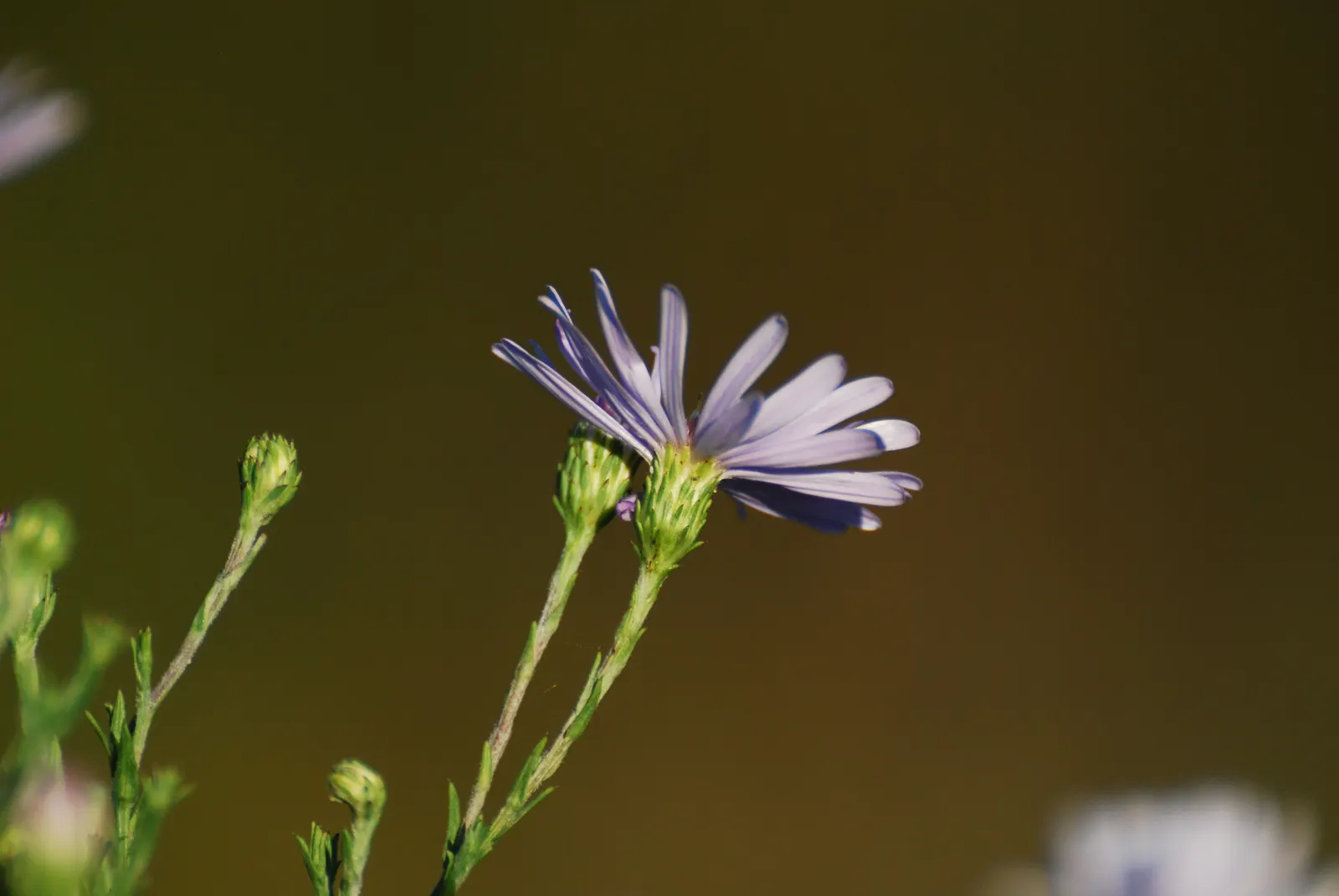 Sky Blue Aster (Symphyotrichum Oolentangiense) — attracting butterflies while serving as an excellent border plant or addition to wildflower gardens