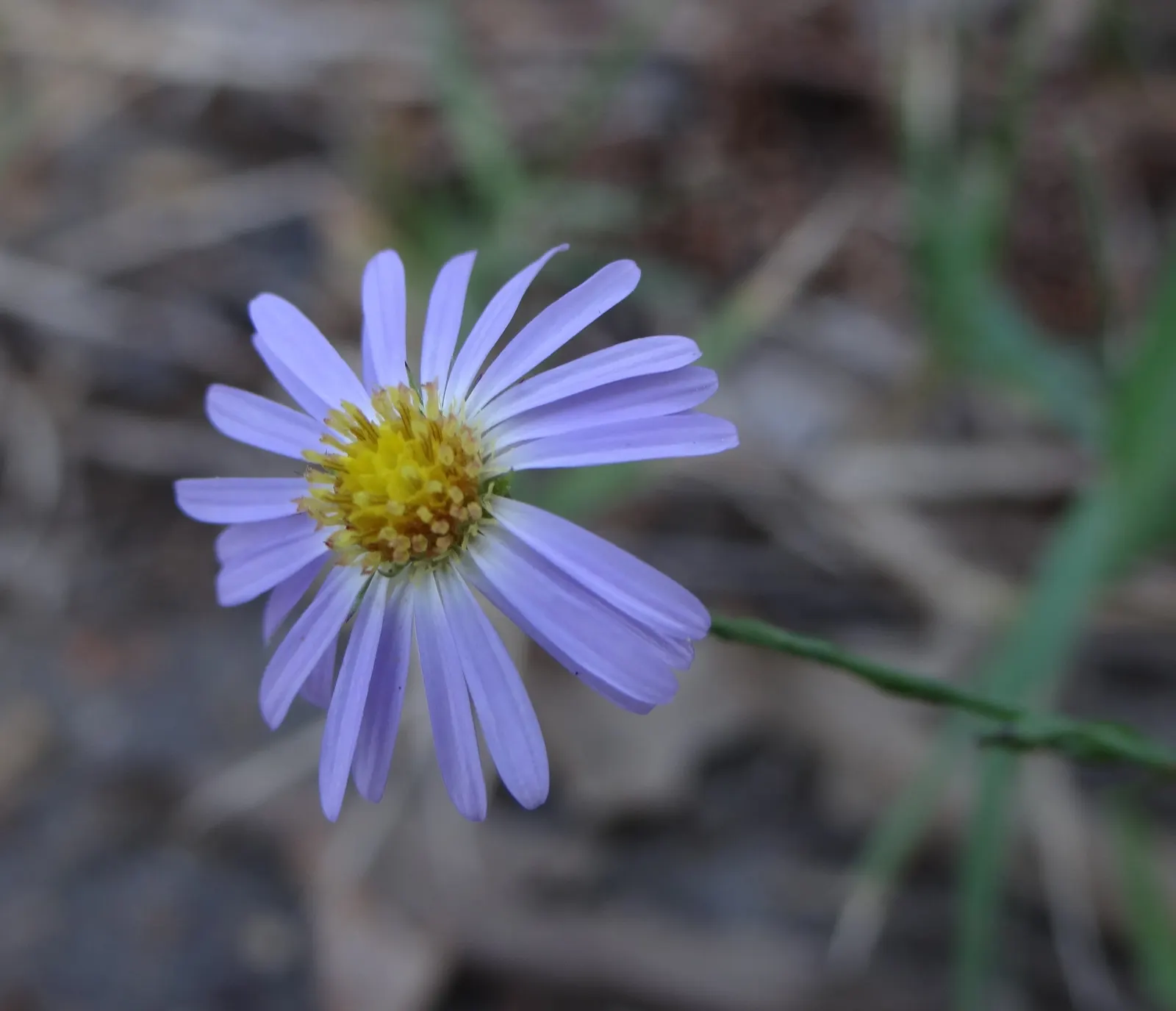 Sky Blue Aster (Symphyotrichum Oolentangiense) — it blooms in late summer to fall