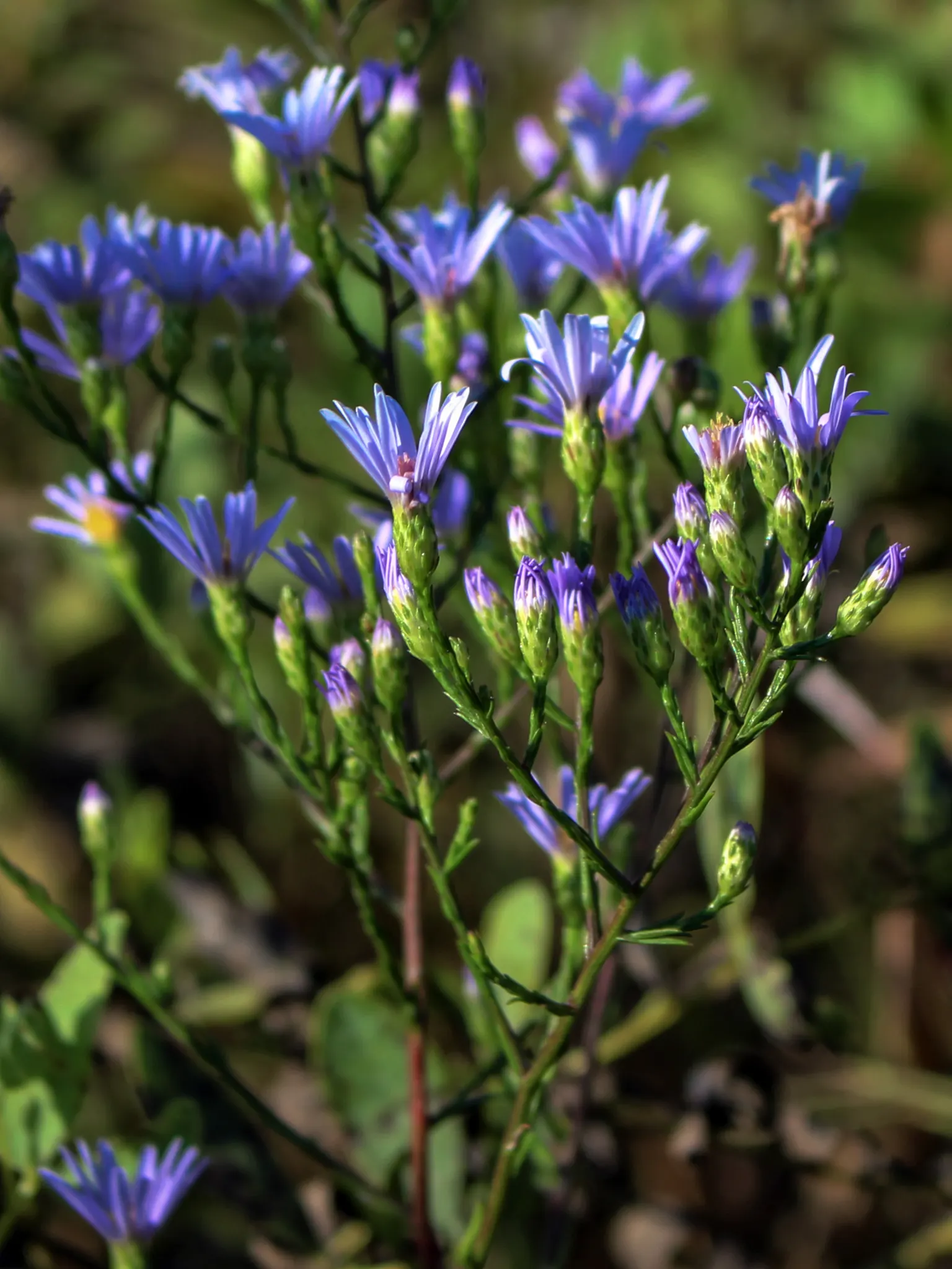 Sky Blue Aster (Symphyotrichum Oolentangiense) — reaching a height of 2-3 feet with a 1.5-foot spread