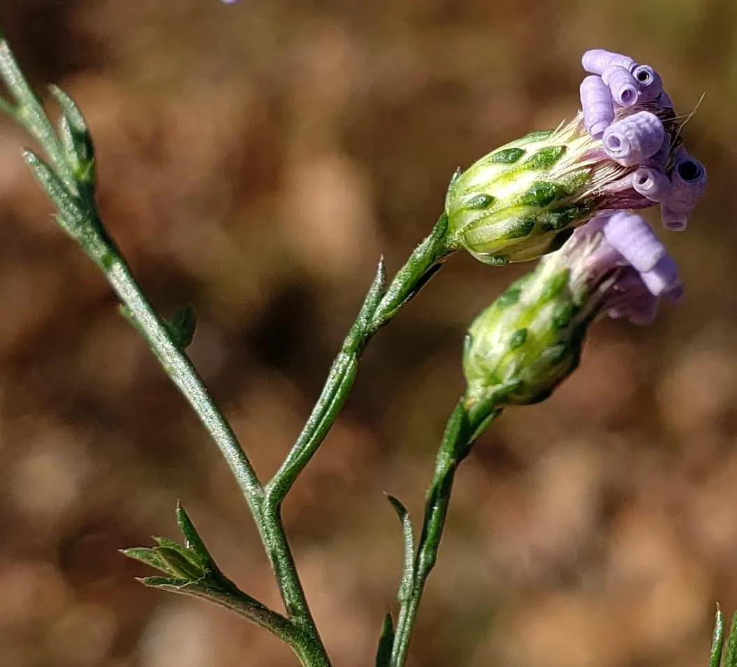 Sky Blue Aster (Symphyotrichum Oolentangiense) — typically flowering from late summer to fall