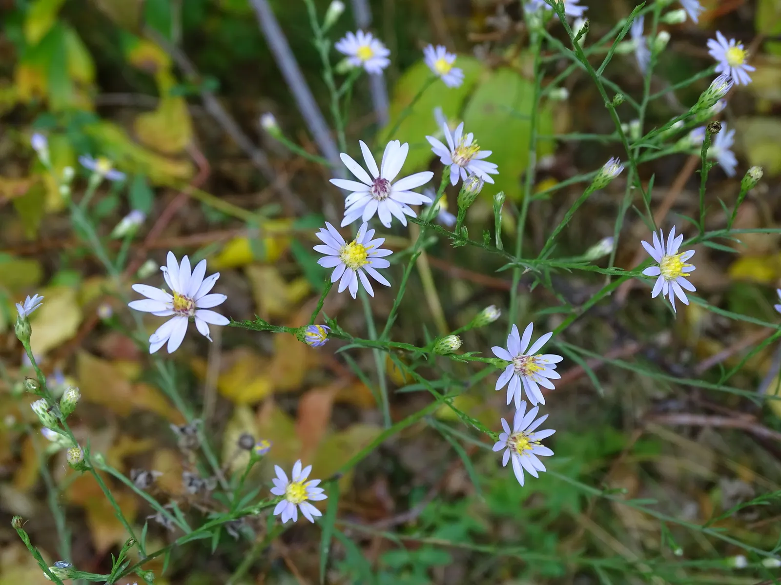 Sky Blue Aster (Symphyotrichum Oolentangiense) — each approximately 1 inch across