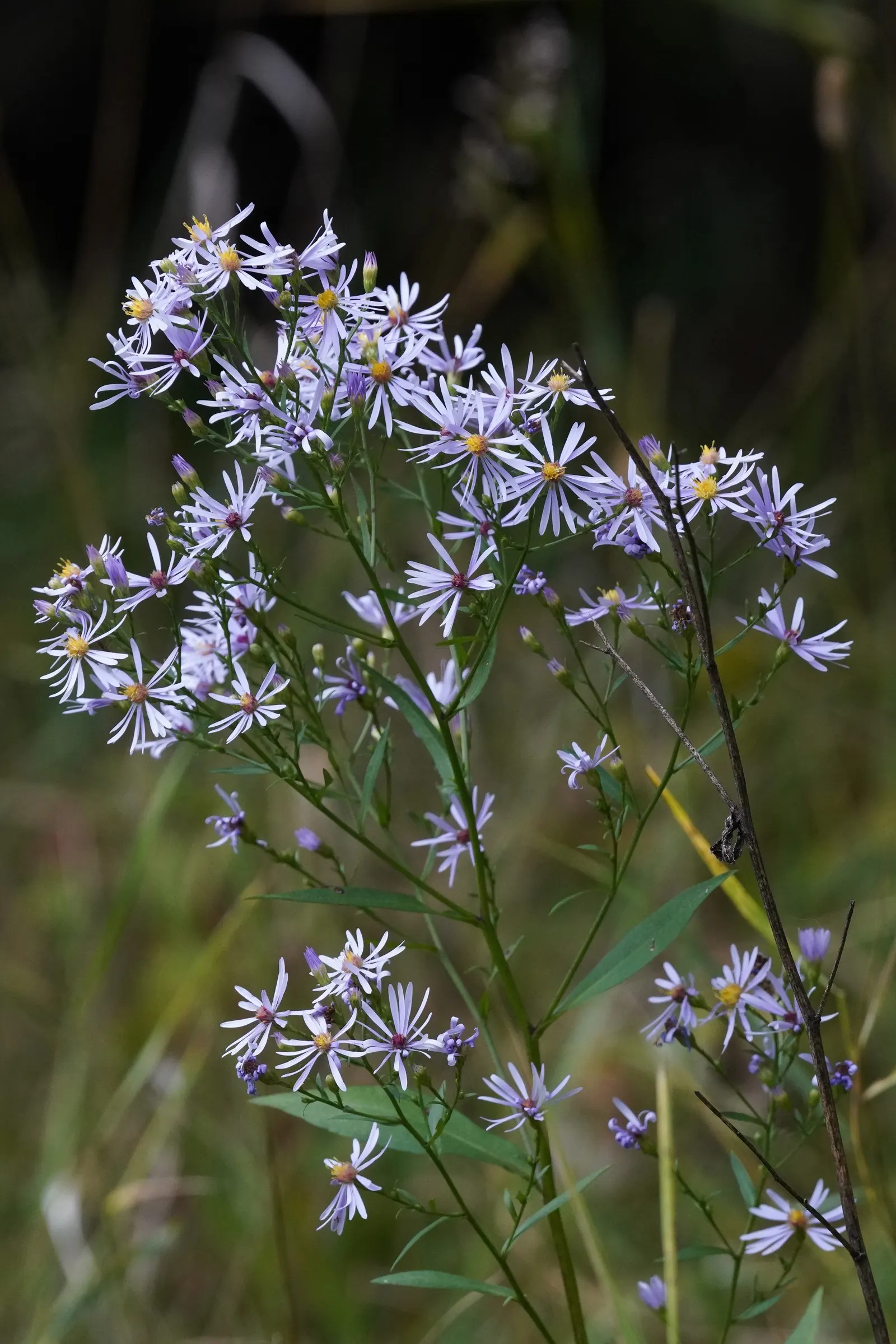 Sky Blue Aster (Symphyotrichum Oolentangiense) — lance-shaped leaves that measure about 4 inches in length