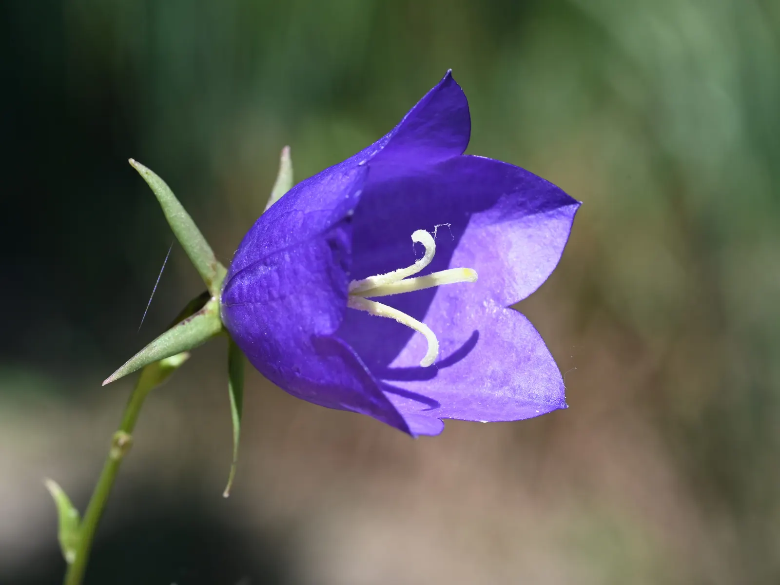 Peach-Leaved Bellflower, Paper Bell (Campanula Persicifolia) — perennial for full or half