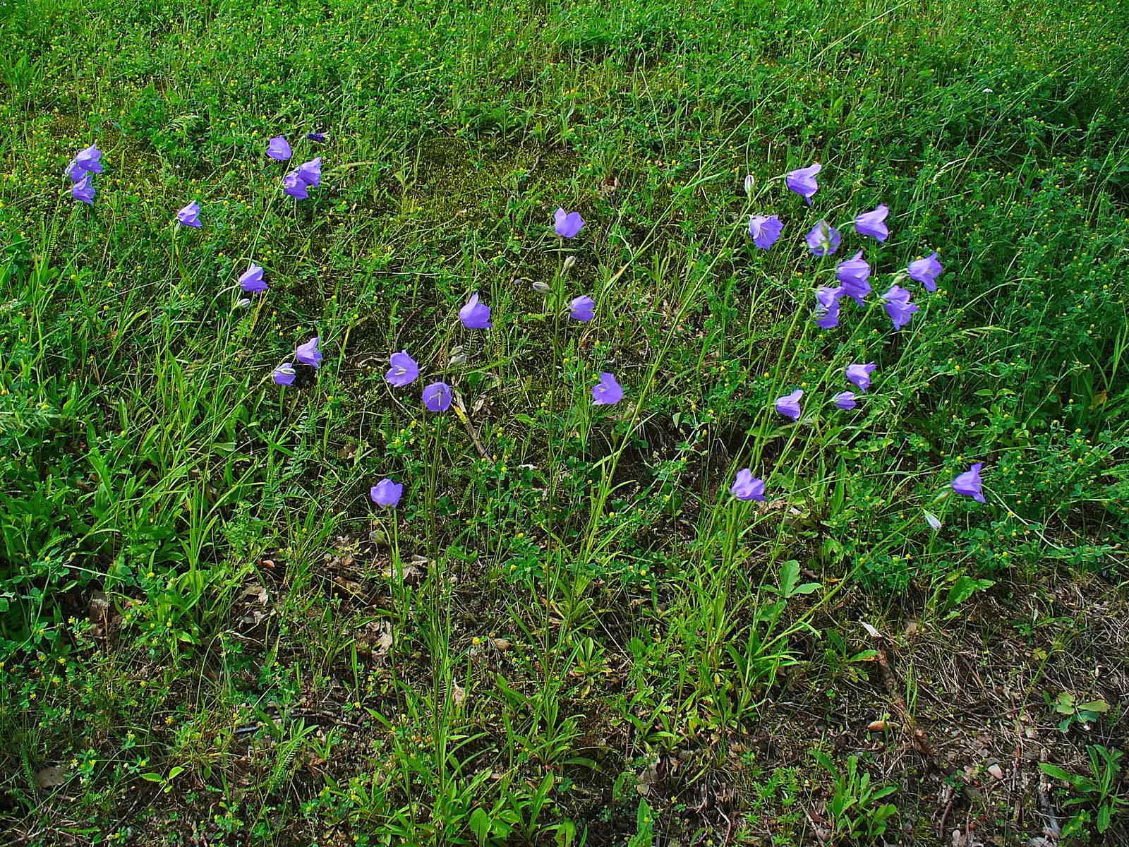 Peach-Leaved Bellflower, Paper Bell (Campanula Persicifolia) — this perennial adds charm and is ideal for mixed borders or cottage gardens; blooming from late