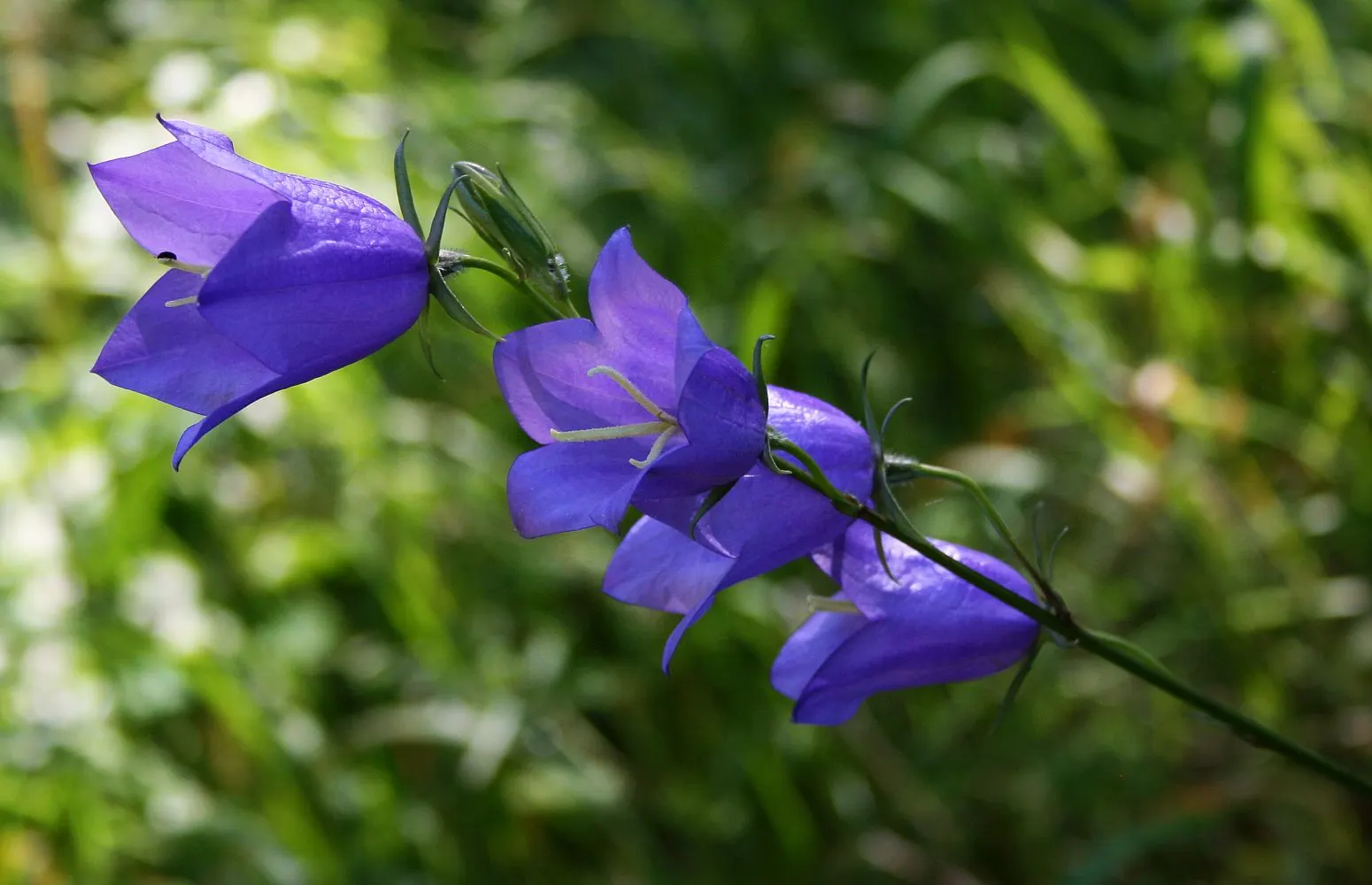 Peach-Leaved Bellflower, Paper Bell (Campanula Persicifolia) — These blossoms are borne on tall; this hardy perennial is relatively low maintenance
