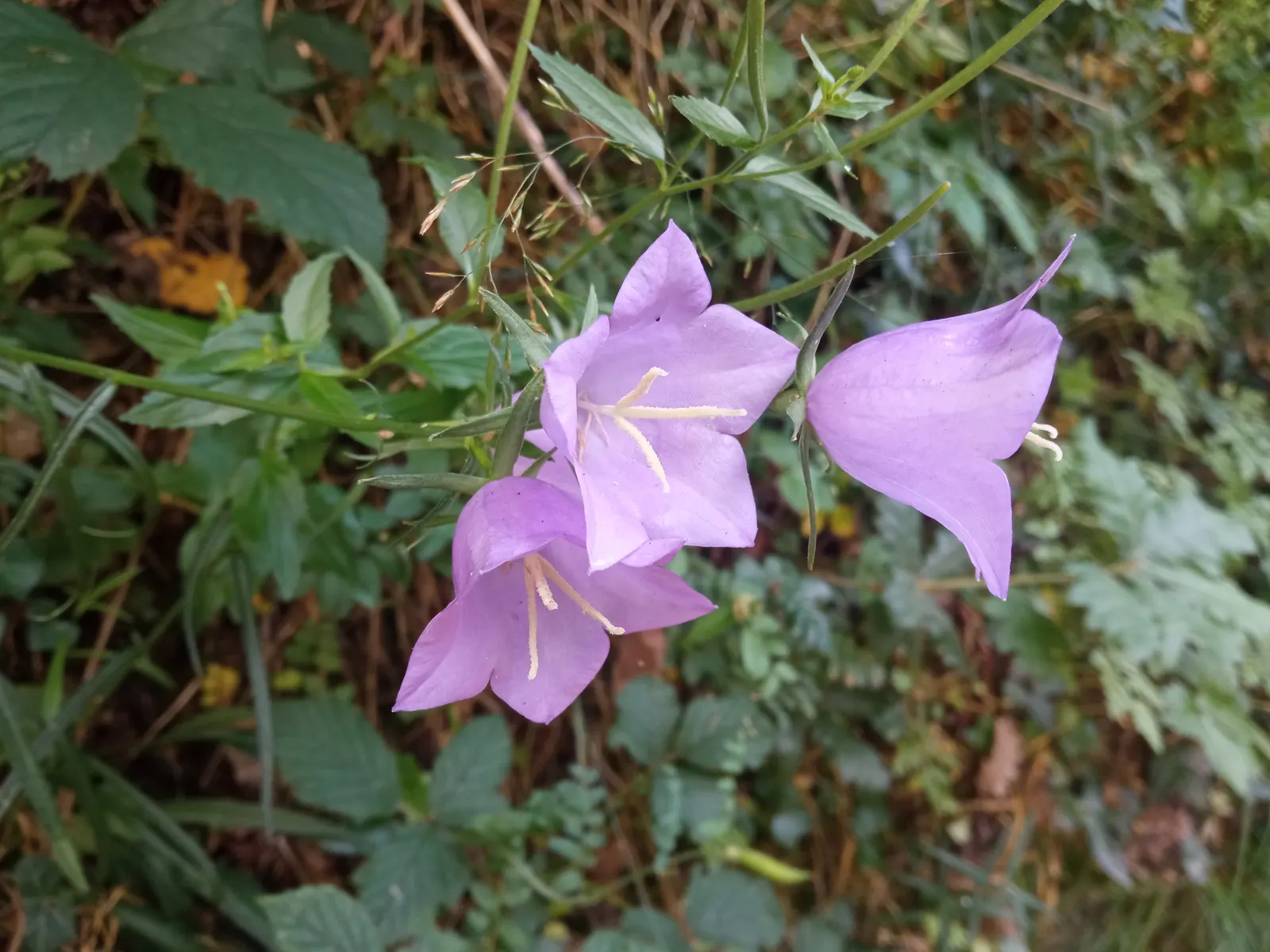 Peach-Leaved Bellflower, Paper Bell (Campanula Persicifolia) — Blooming from late spring to early summer