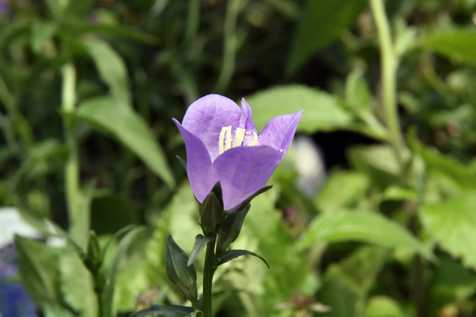 Peach-Leaved Bellflower, Paper Bell (Campanula Persicifolia) — depending on the cultivar