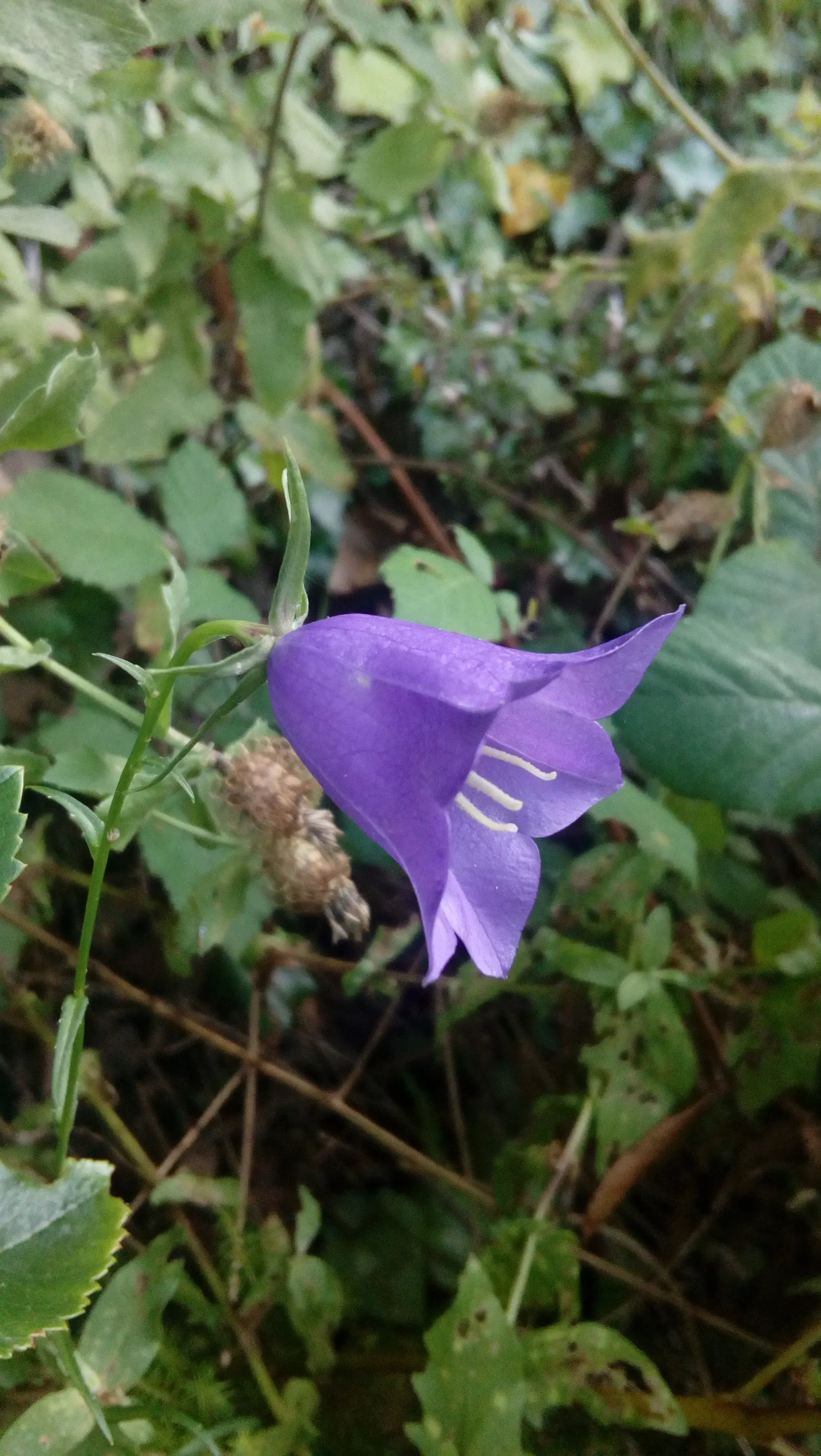 Peach-Leaved Bellflower, Paper Bell (Campanula Persicifolia) — nodding blossoms in shades of blue and white