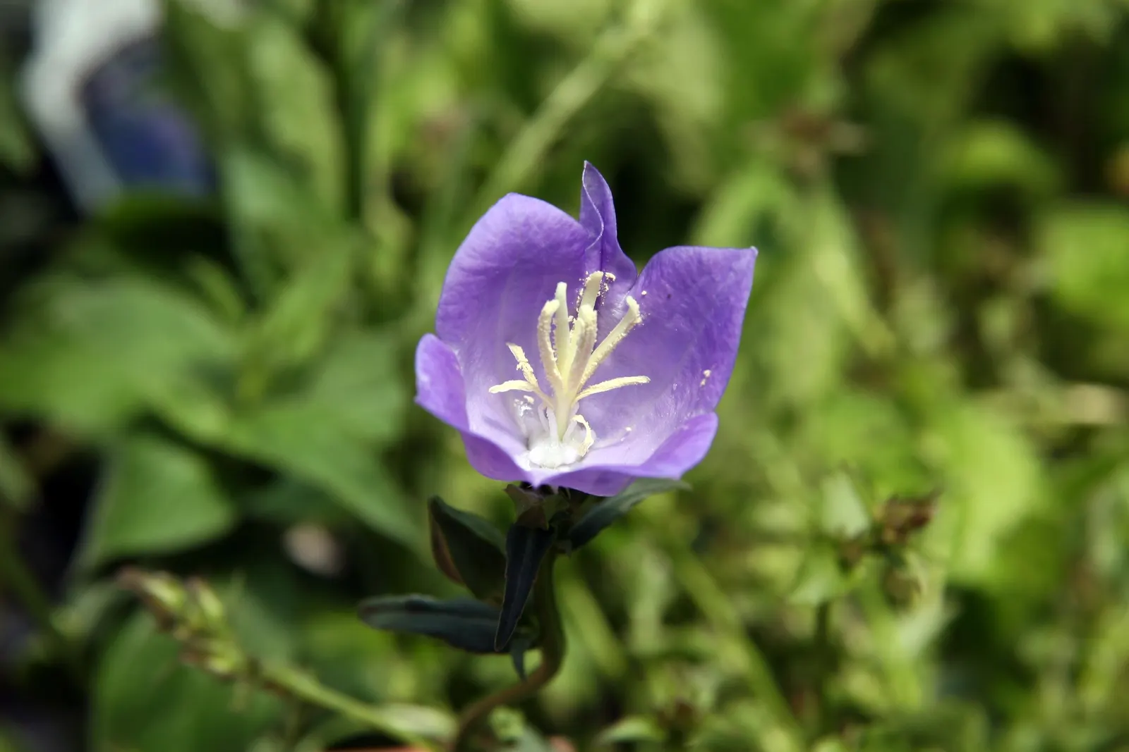 Peach-Leaved Bellflower, Paper Bell (Campanula Persicifolia) — the Peach-leaved Bellflower thrives in full sun to partial shade; the Peach-leaved, image 52