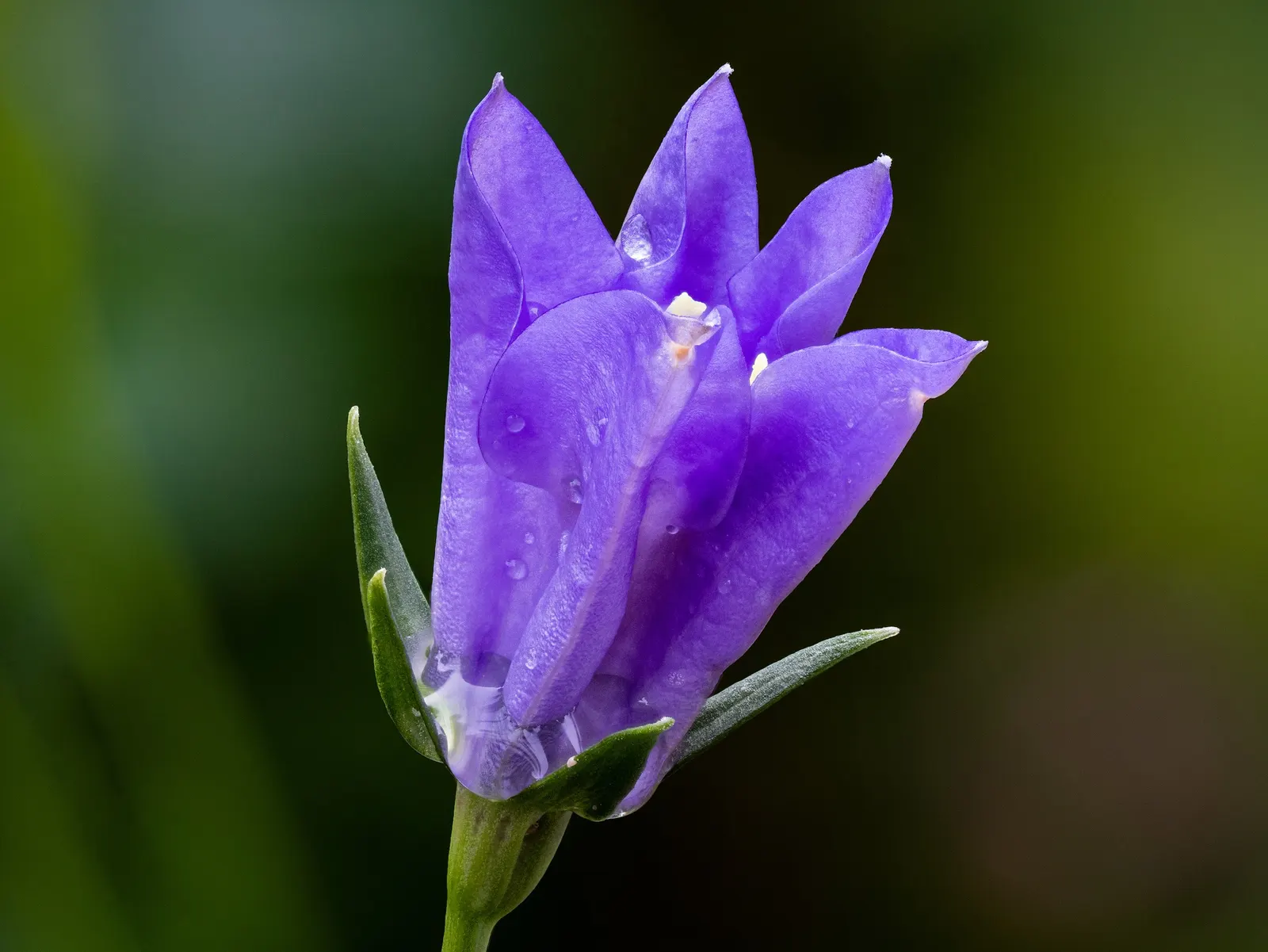 Peach-Leaved Bellflower, Paper Bell (Campanula Persicifolia) — typically reaches a mature height of 1.5 to 3 feet with a spread of 12 to 18 inches, image 49