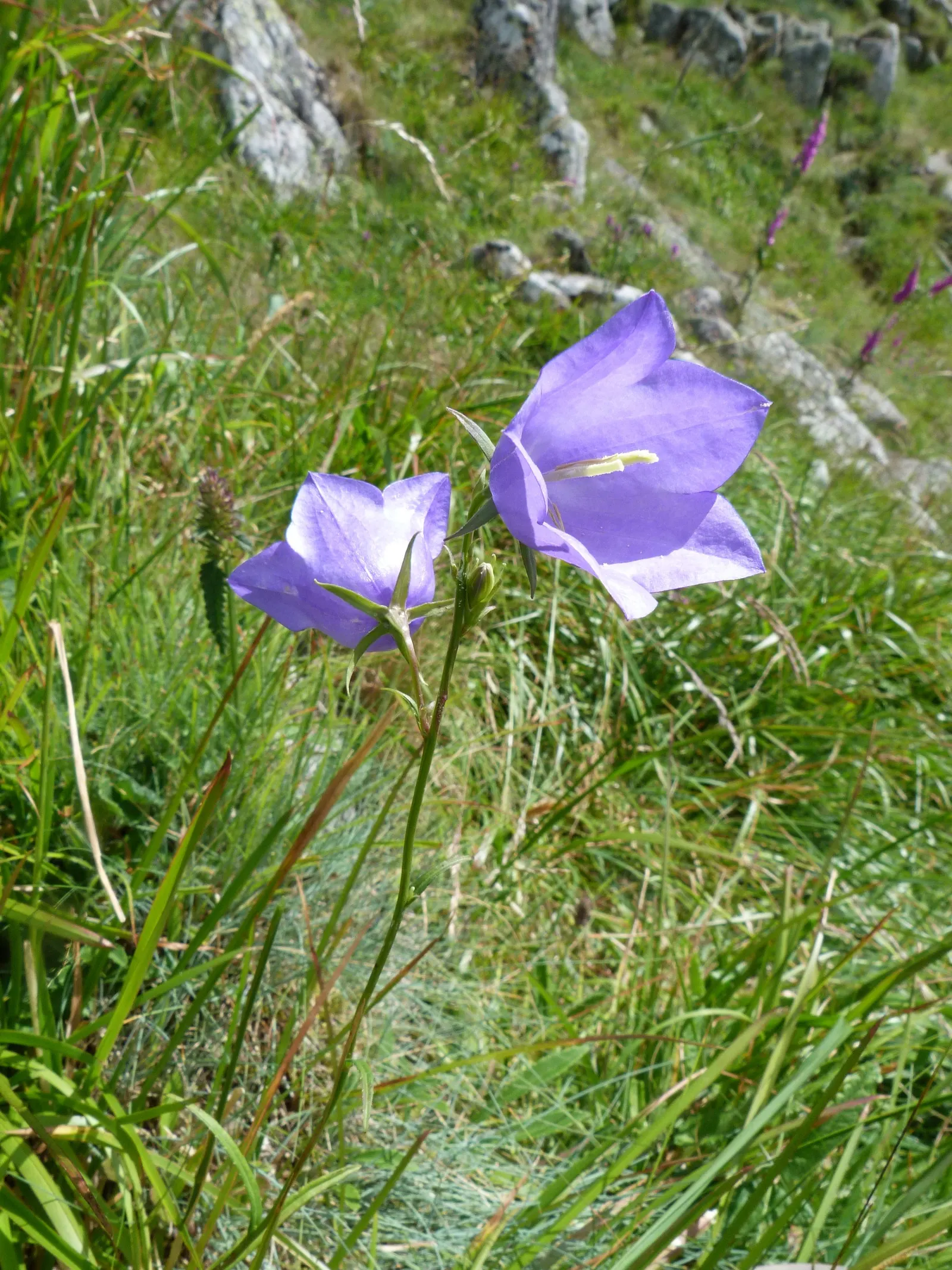 Peach-Leaved Bellflower, Paper Bell (Campanula Persicifolia) — it will provide year-after-year beauty in an array of garden settings; typically reaches a
