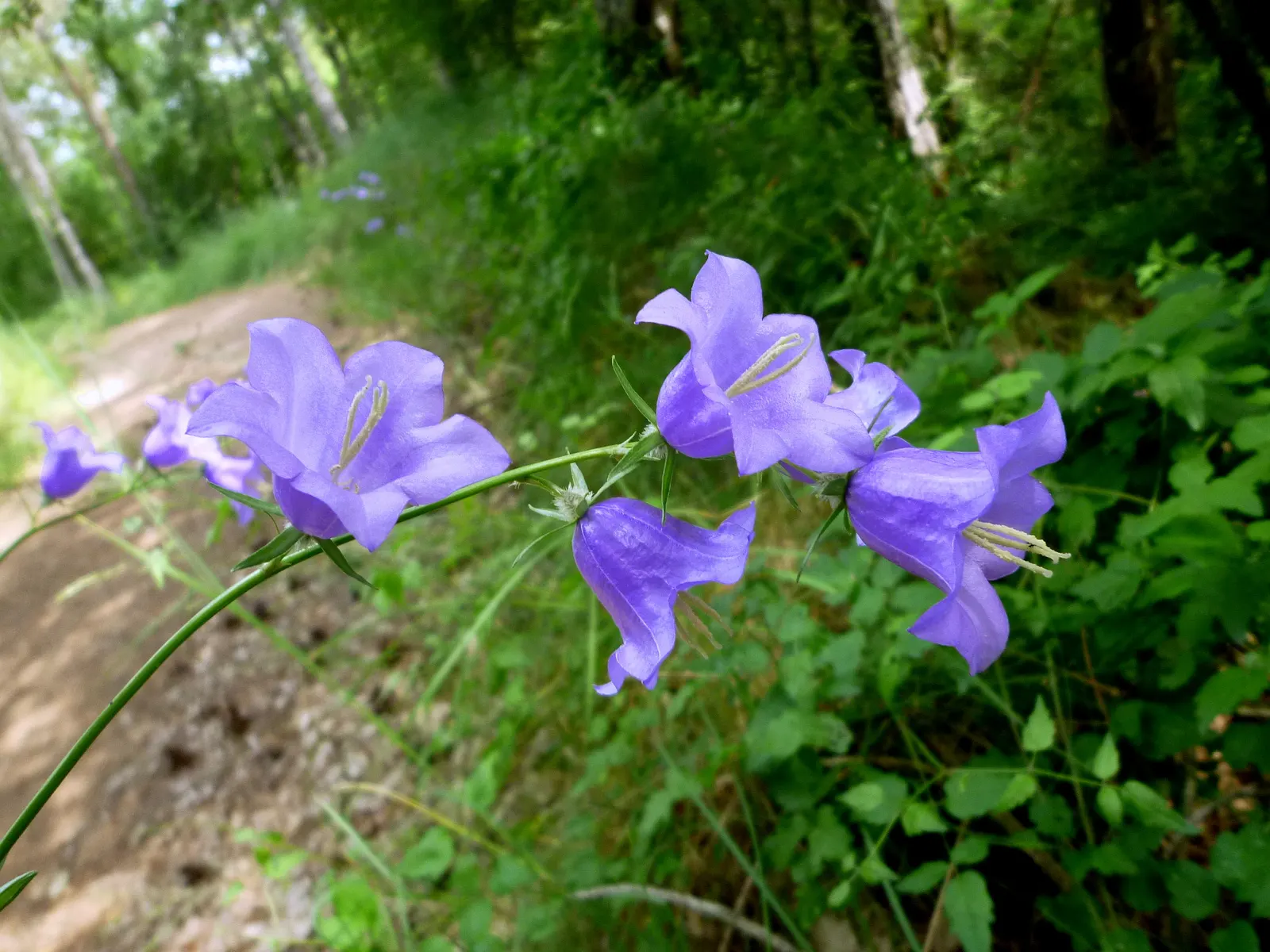 Peach-Leaved Bellflower, Paper Bell (Campanula Persicifolia) — the Peach-leaved Bellflower; thriving in zones 3-8, it prefers full sun to partial, image 61