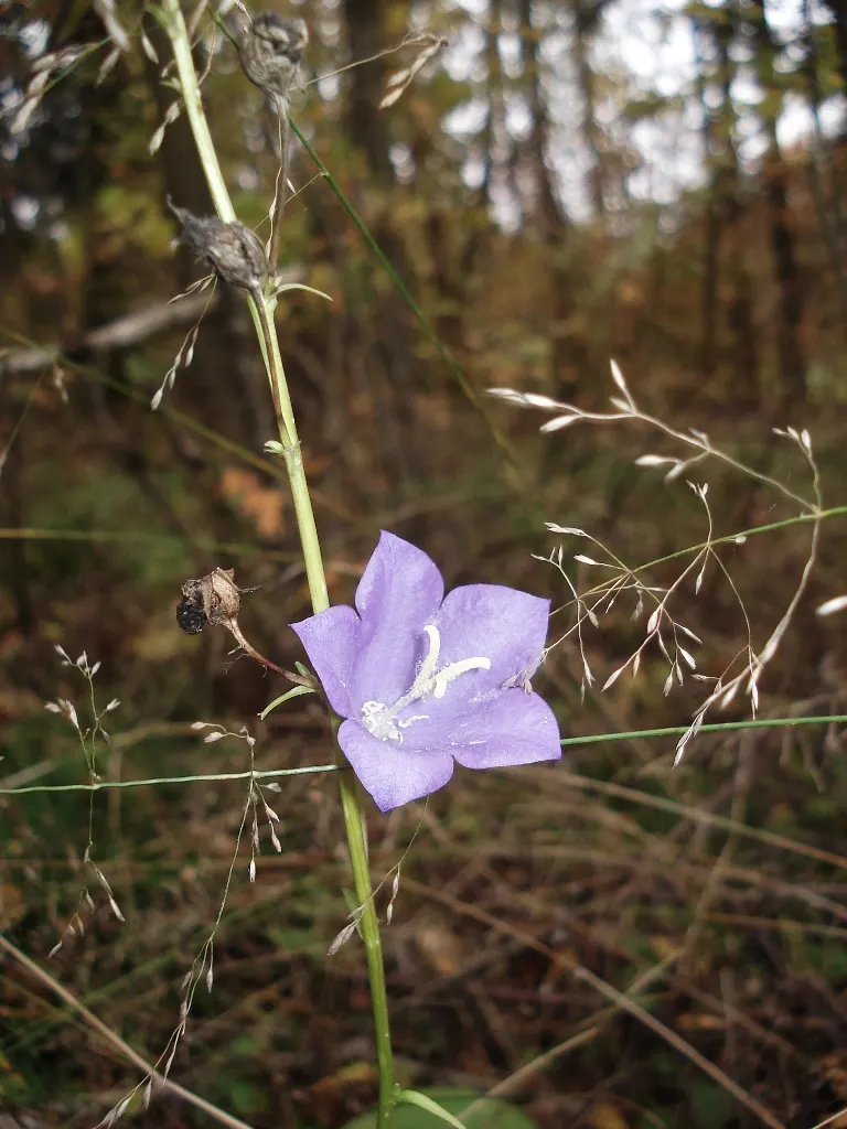 Peach-Leaved Bellflower, Paper Bell (Campanula Persicifolia) — this hardy perennial is relatively low maintenance; with its perennial nature and robust growth