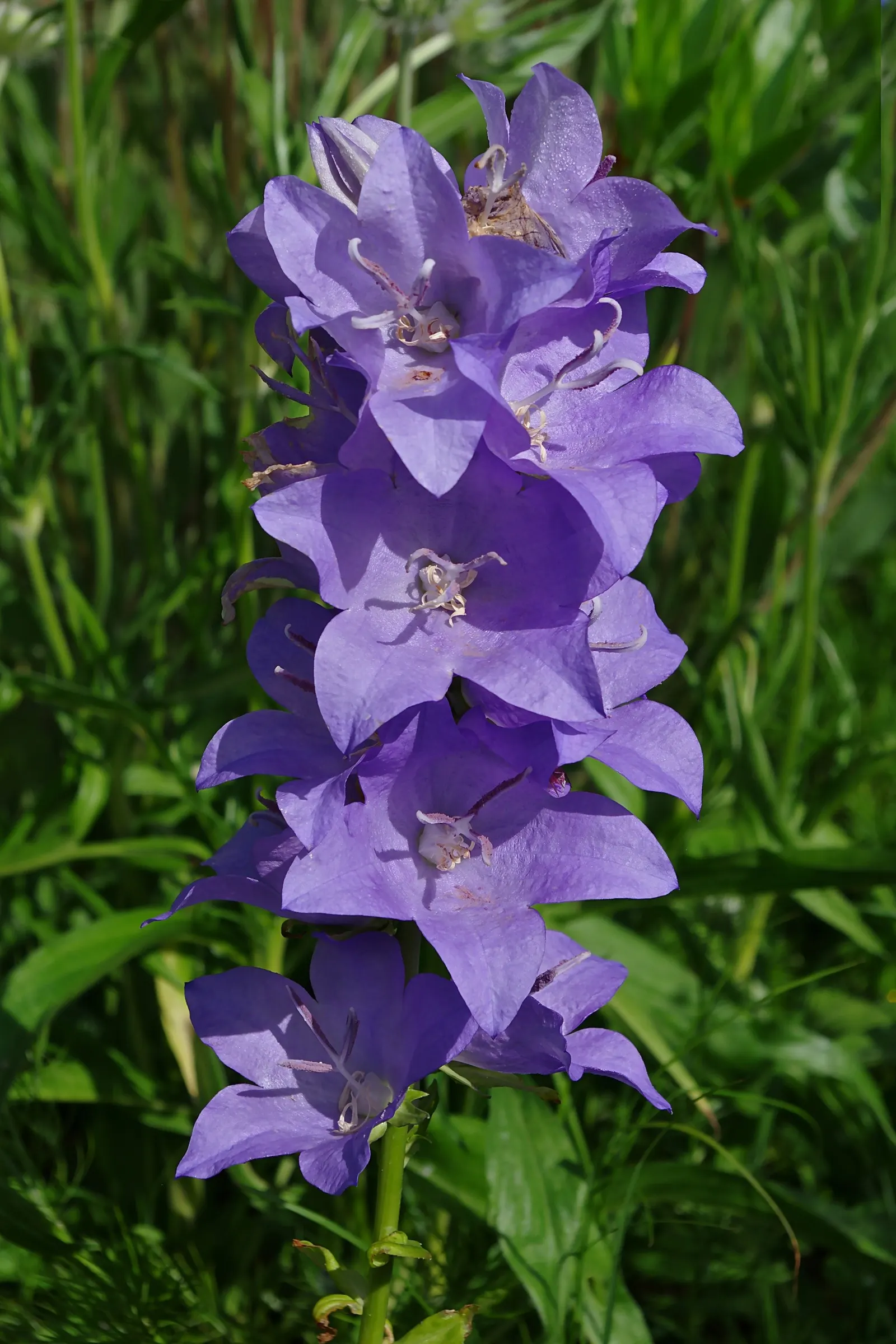 Peach-Leaved Bellflower, Paper Bell (Campanula Persicifolia) — from informal cottage gardens to more structured beds and borders; it will provide, image 57