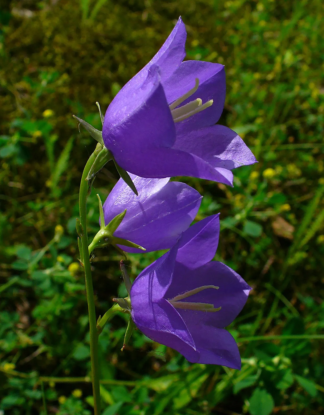 Peach-Leaved Bellflower, Paper Bell (Campanula Persicifolia) — it will provide year-after-year beauty in an array of garden settings; typically, image 56