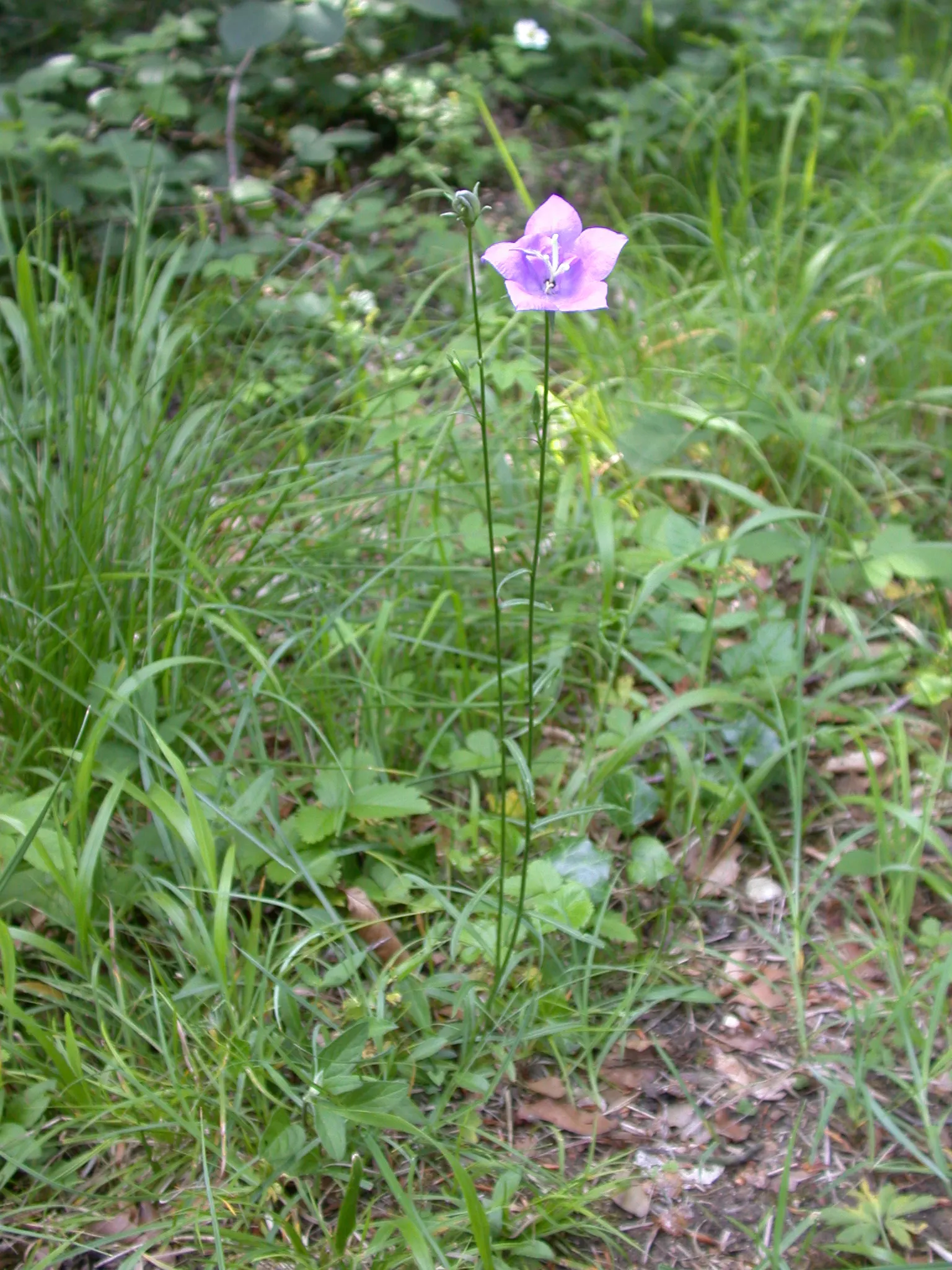 Peach-Leaved Bellflower, Paper Bell (Campanula Persicifolia) — It prefers well-draining soil and moderate moisture levels; is a charming and graceful perennial