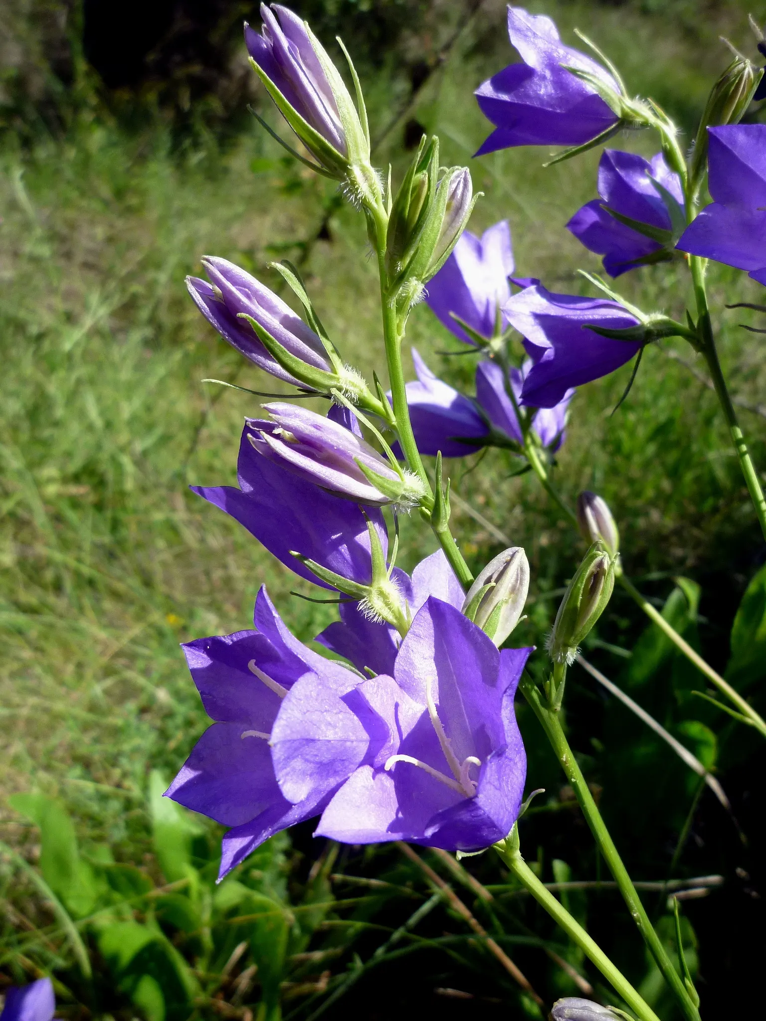 Peach-Leaved Bellflower, Paper Bell (Campanula Persicifolia) — the Peach-leaved Bellflower; thriving in zones 3-8, it prefers full sun to partial, image 41