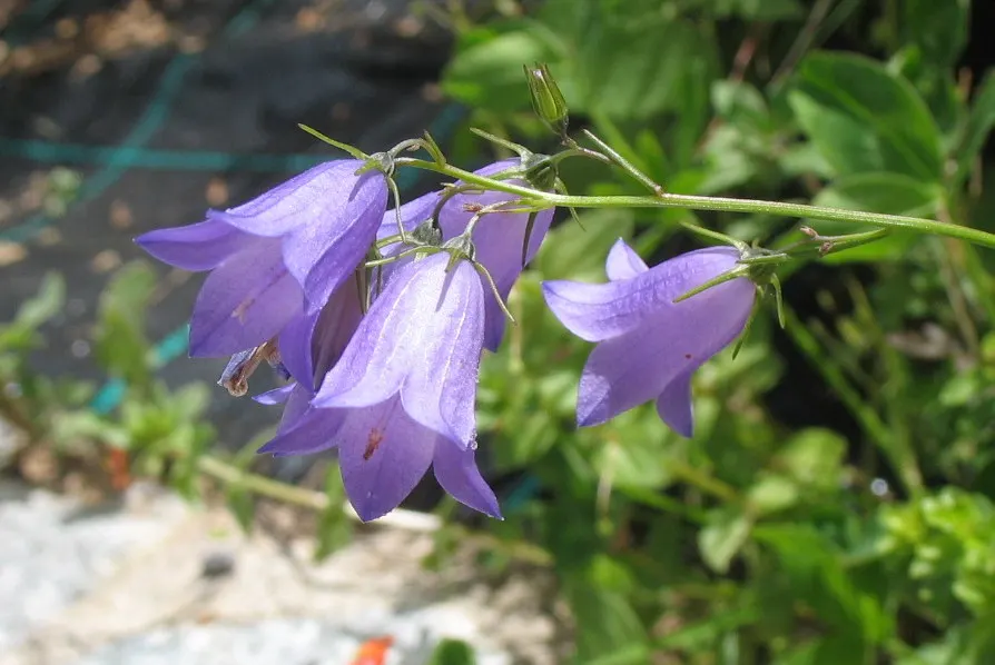 Peach-Leaved Bellflower, Paper Bell (Campanula Persicifolia) — this perennial adds charm and is ideal for mixed borders or cottage gardens, image 47