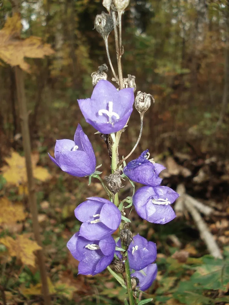Peach-Leaved Bellflower, Paper Bell (Campanula Persicifolia) — the Peach-leaved Bellflower; thriving in zones 3-8, it prefers full sun to partial shade and