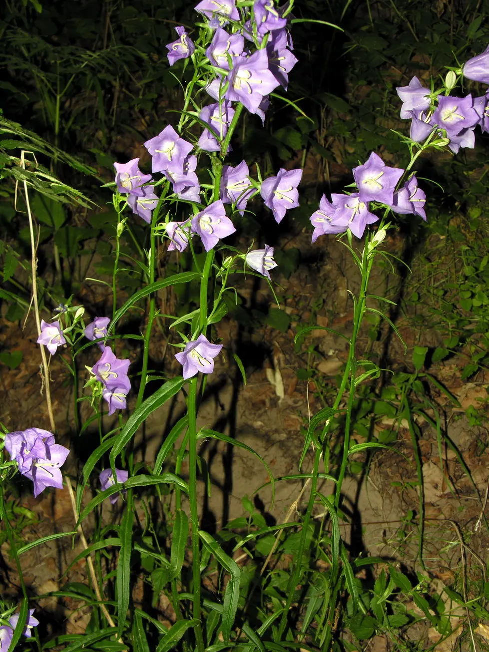 Peach-Leaved Bellflower, Paper Bell (Campanula Persicifolia) — Blooming from late spring to early summer; perennial with violet blooms, image 46
