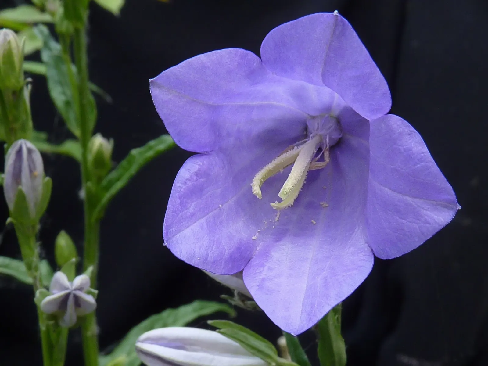 Peach-Leaved Bellflower, Paper Bell (Campanula Persicifolia) — Blooming from late spring to early summer; perennial with violet blooms