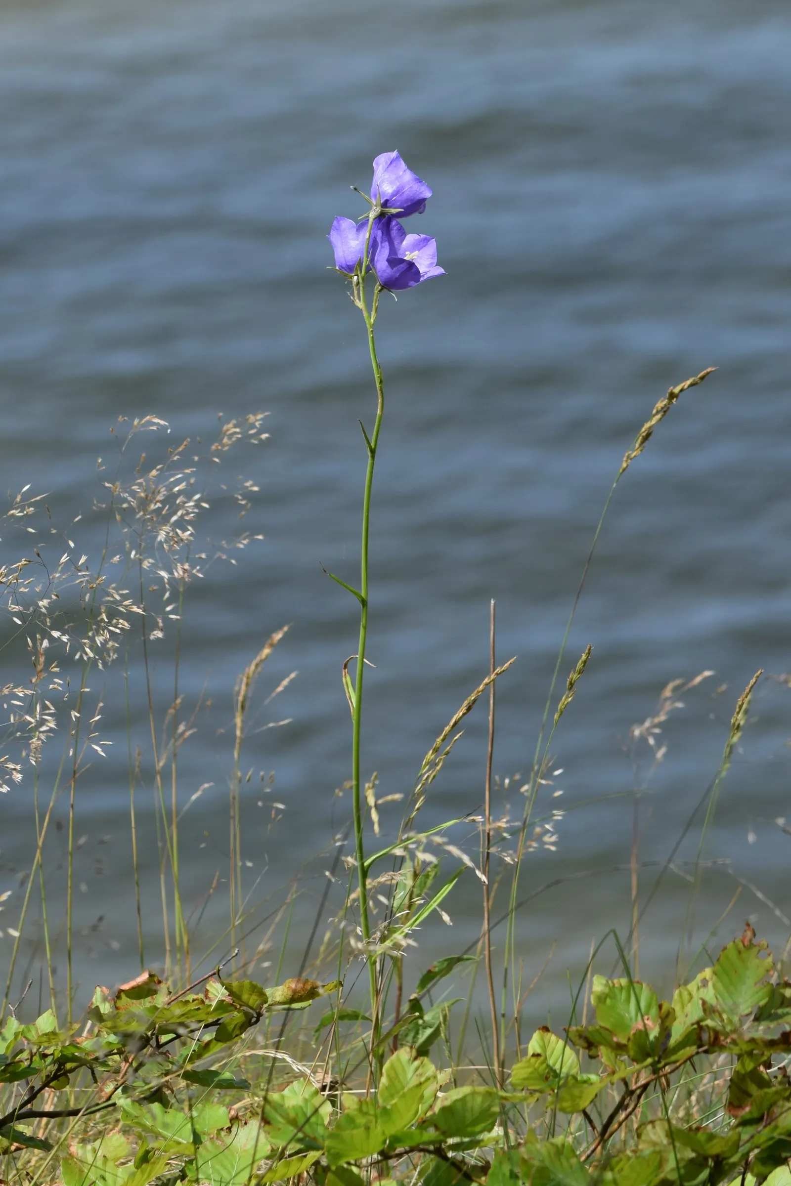 Peach-Leaved Bellflower, Paper Bell (Campanula Persicifolia) — graces gardens with upright 2-3 ft stems and bell-shaped; these blossoms are borne, image 62