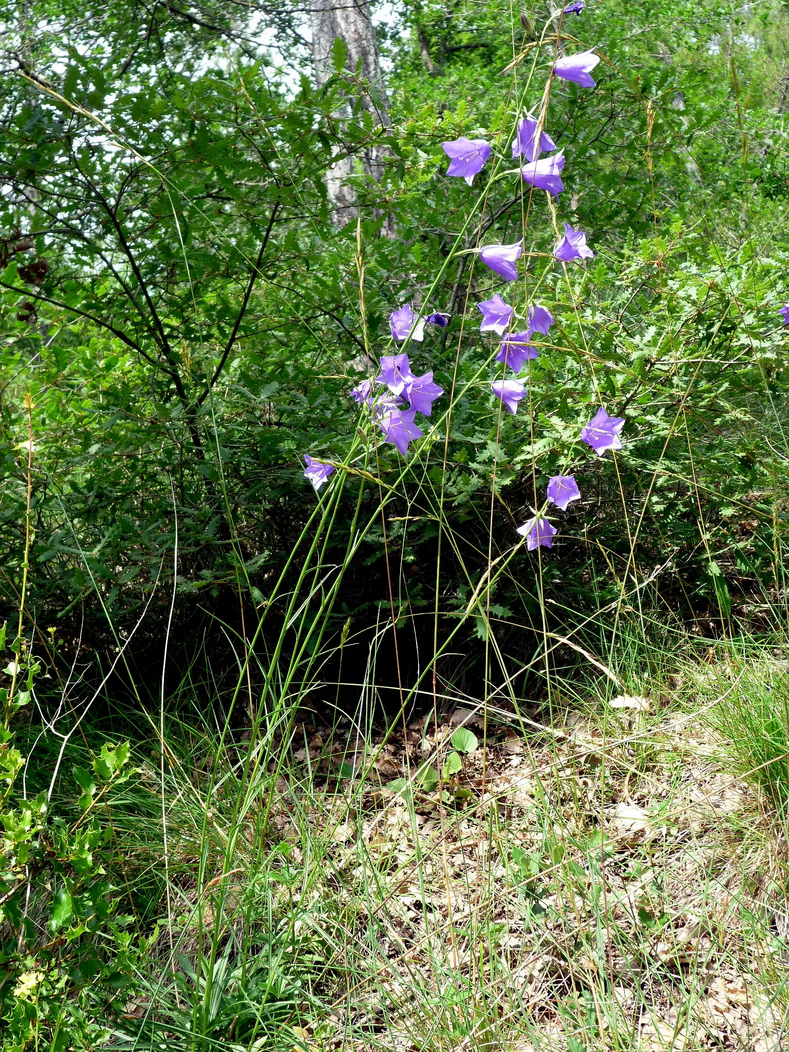 Peach-Leaved Bellflower, Paper Bell (Campanula Persicifolia) — this hardy perennial is relatively low maintenance
