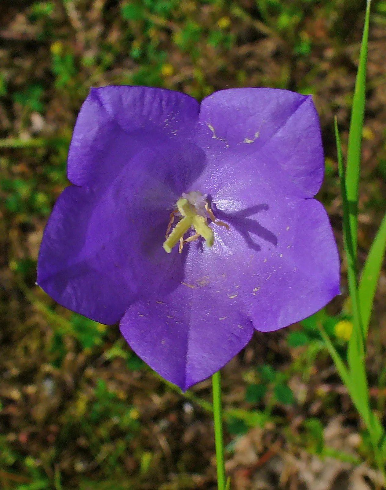 Peach-Leaved Bellflower, Paper Bell (Campanula Persicifolia) — violet flowers in the garden; nodding blossoms in shades of blue and white, image 58