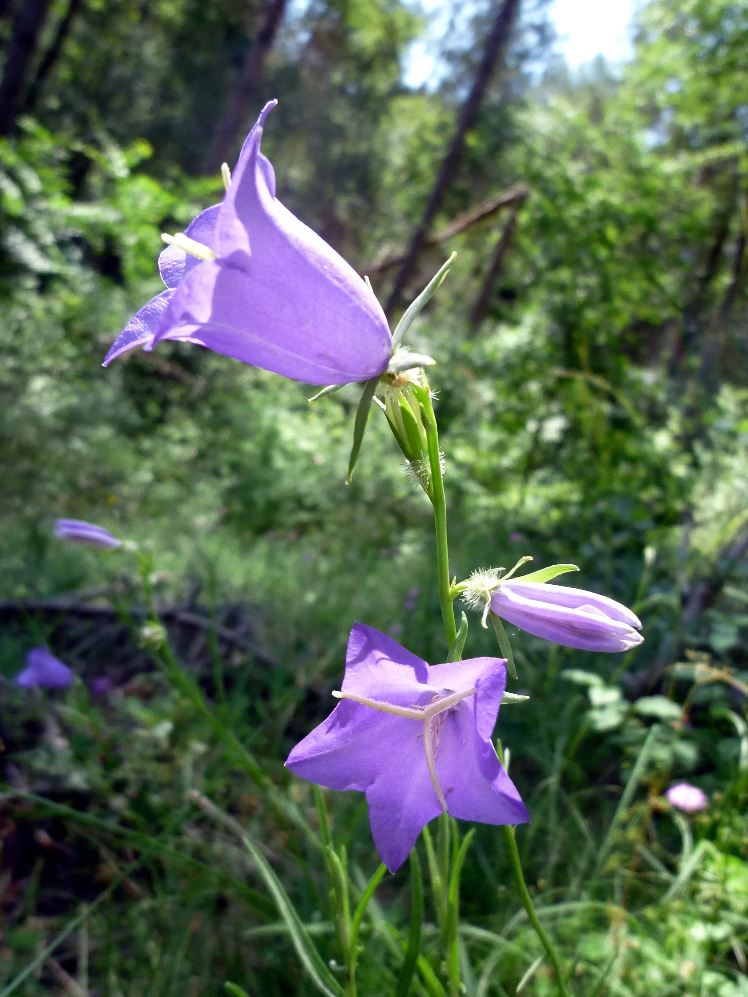 Peach-Leaved Bellflower, Paper Bell (Campanula Persicifolia) — These blossoms are borne on tall