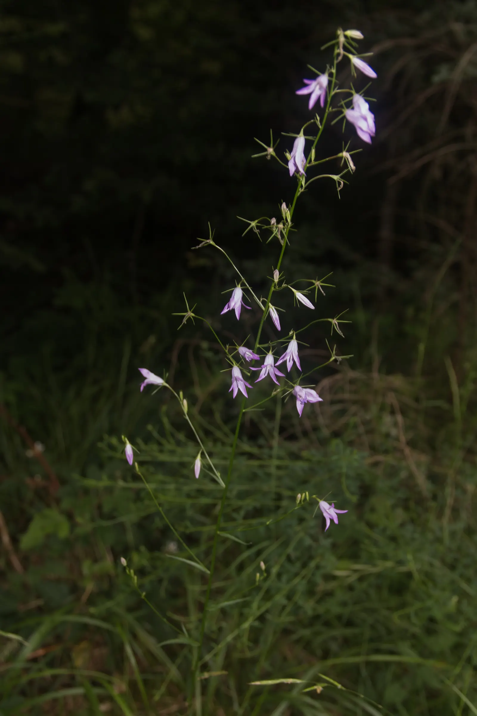 Peach-Leaved Bellflower, Paper Bell (Campanula Persicifolia) — graces gardens with upright 2-3 ft stems and bell-shaped; these blossoms are borne on tall