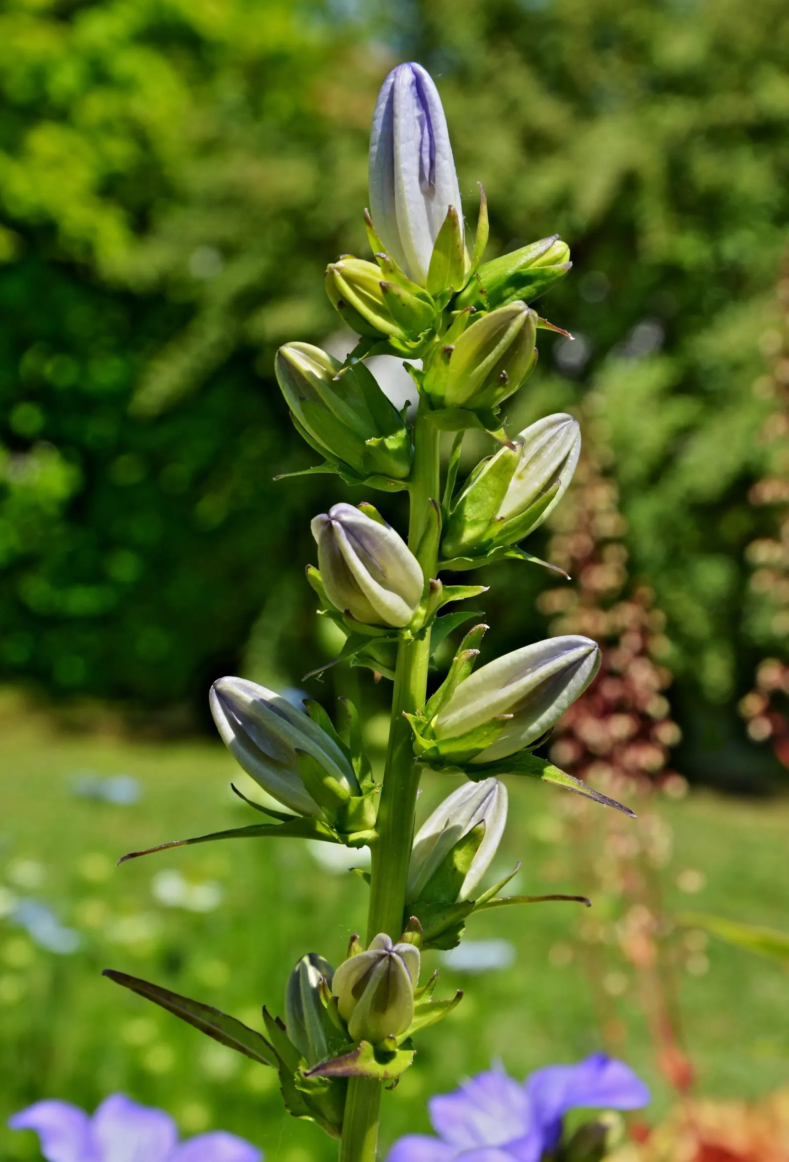 Peach-Leaved Bellflower, Paper Bell (Campanula Persicifolia) — depending on the cultivar; this perennial adds charm and is ideal for mixed borders, image 50