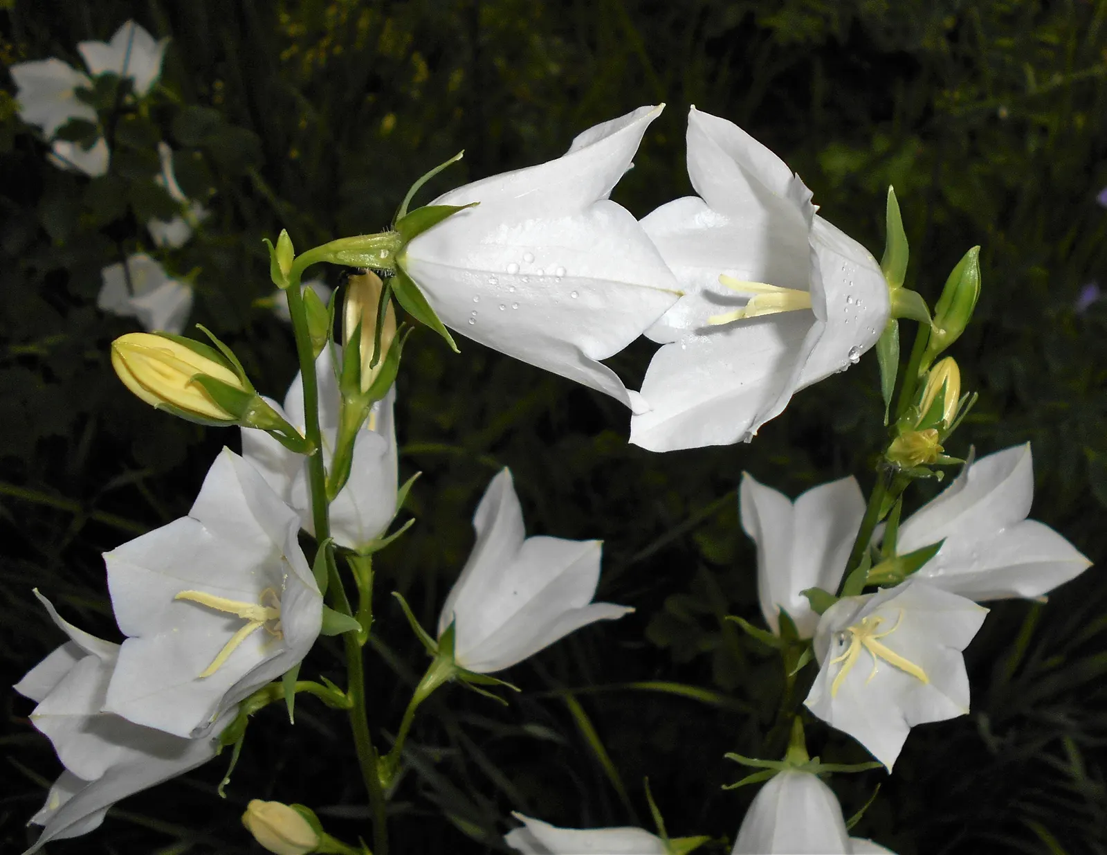 Peach-Leaved Bellflower, Paper Bell (Campanula Persicifolia) — the Peach-leaved Bellflower thrives in full sun to partial shade; the Peach-leaved Bellflower