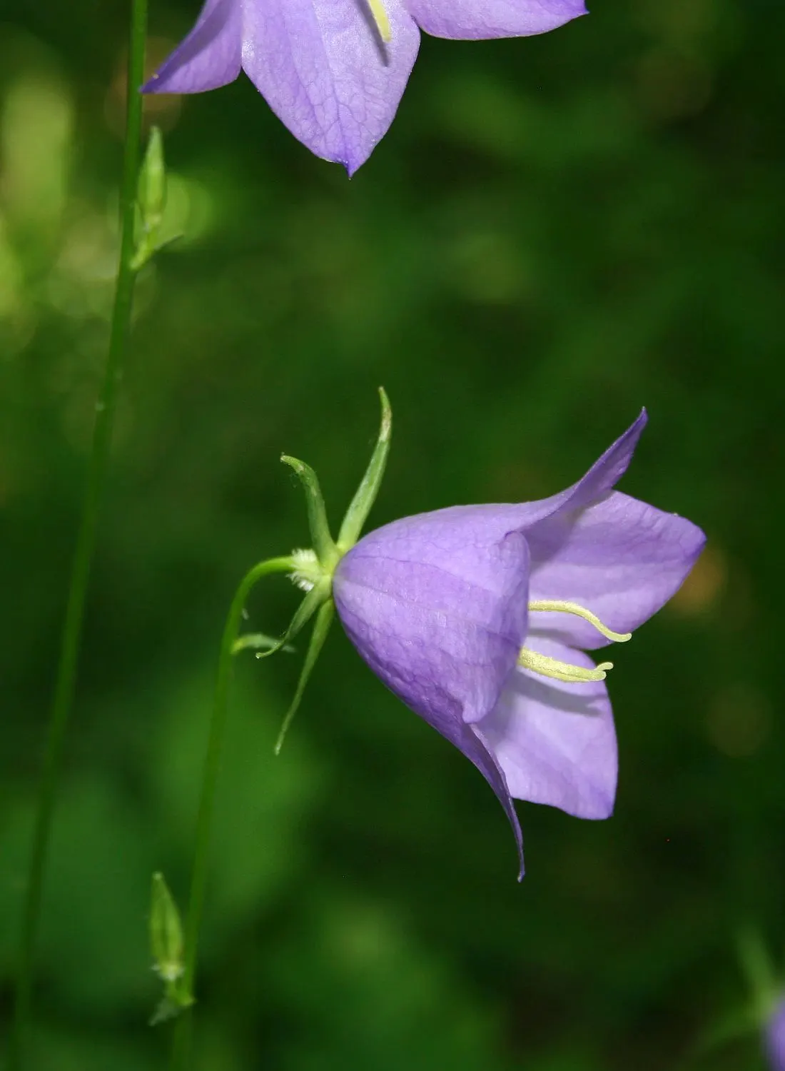 Peach-Leaved Bellflower, Paper Bell (Campanula Persicifolia) — typically reaches a mature height of 1.5 to 3 feet with a spread of 12 to 18 inches; perennial