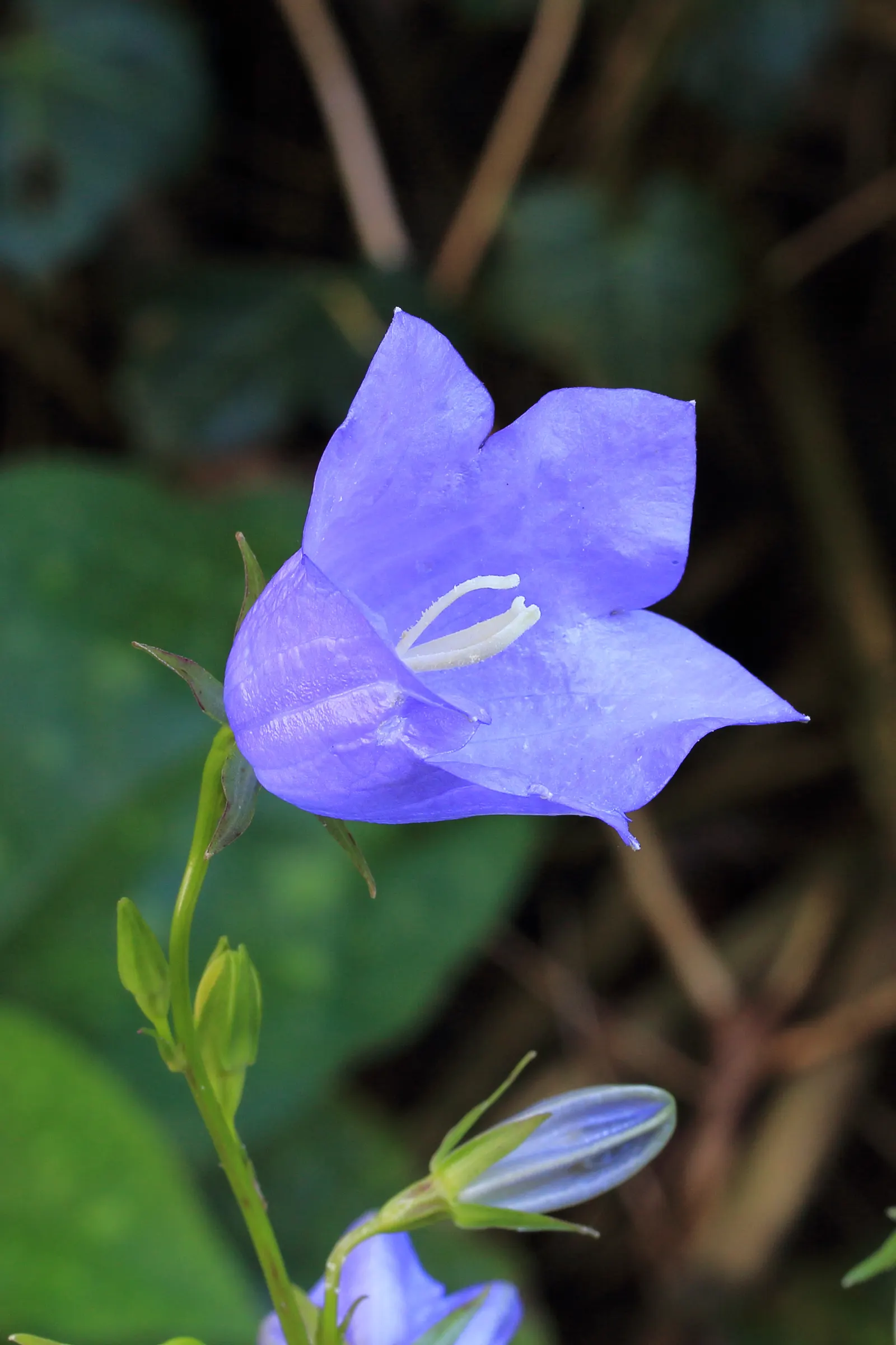 Peach-Leaved Bellflower, Paper Bell (Campanula Persicifolia) — violet flowers in the garden; nodding blossoms in shades of blue and white