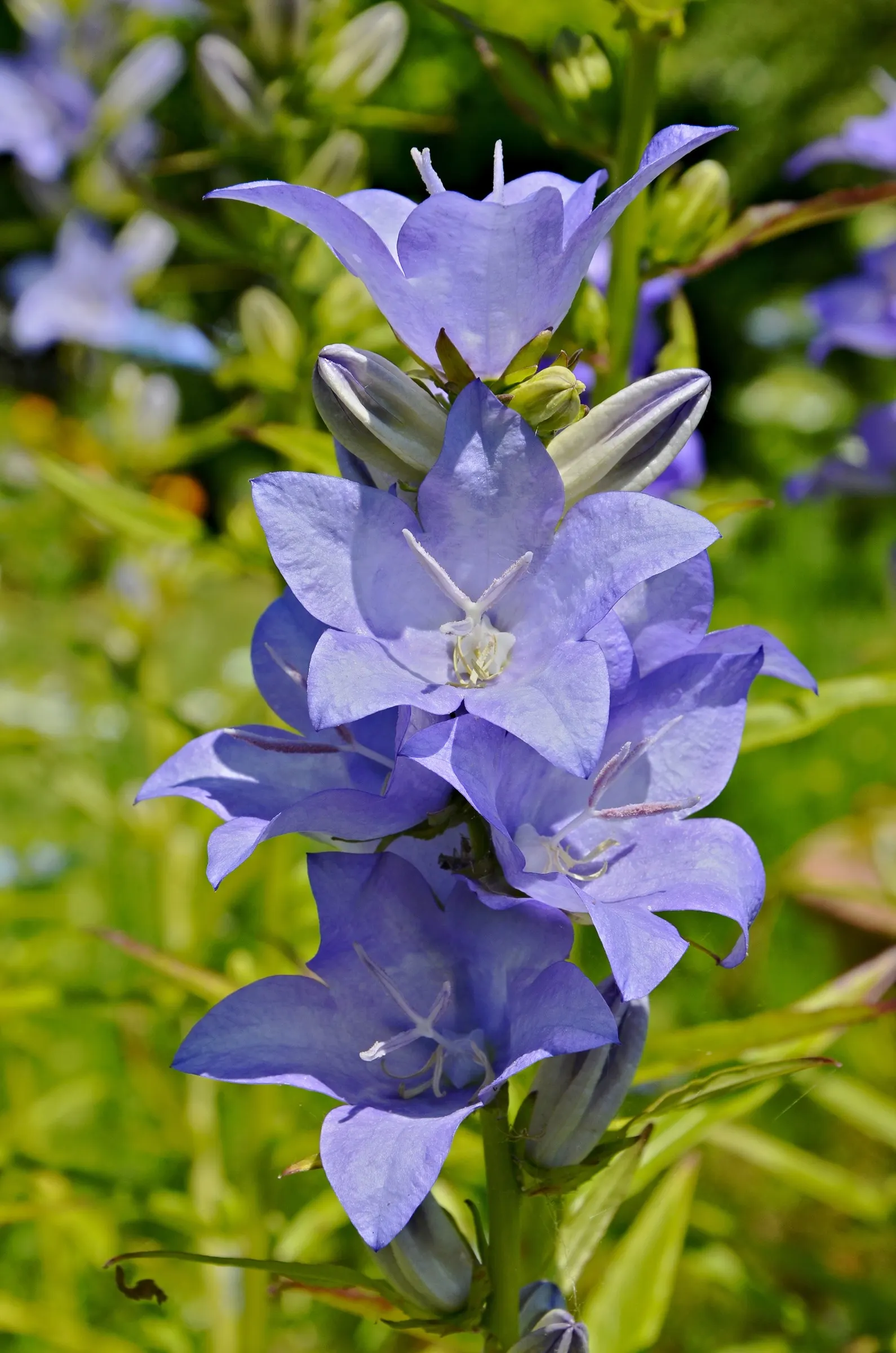 Peach-Leaved Bellflower, Paper Bell (Campanula Persicifolia) — Thriving in zones 3-8, it prefers full sun to partial shade and well-drained soil, image 44