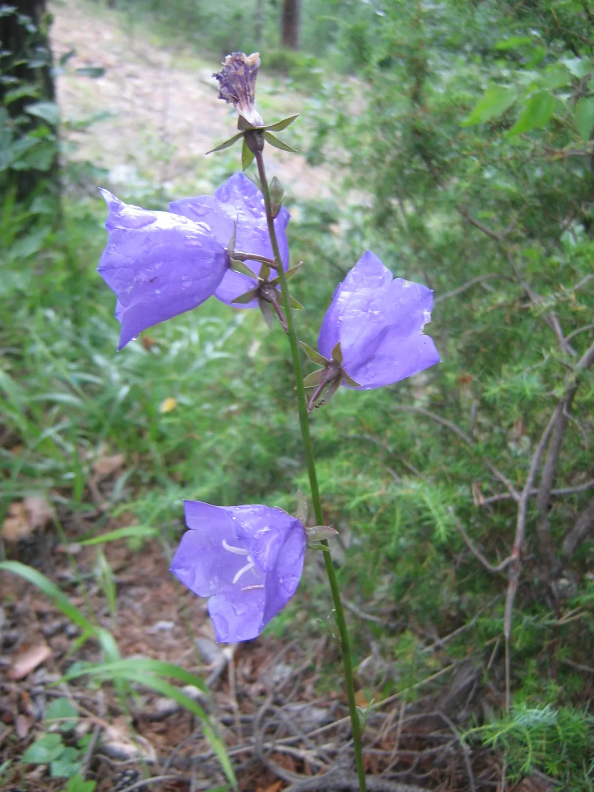 Peach-Leaved Bellflower, Paper Bell (Campanula Persicifolia) — the Peach-leaved Bellflower