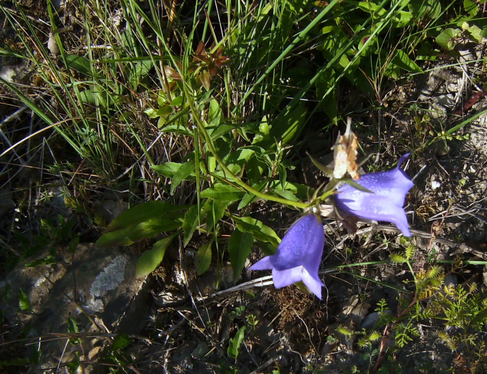 Peach-Leaved Bellflower, Paper Bell (Campanula Persicifolia) — It prefers well-draining soil and moderate moisture levels; is a charming and, image 53