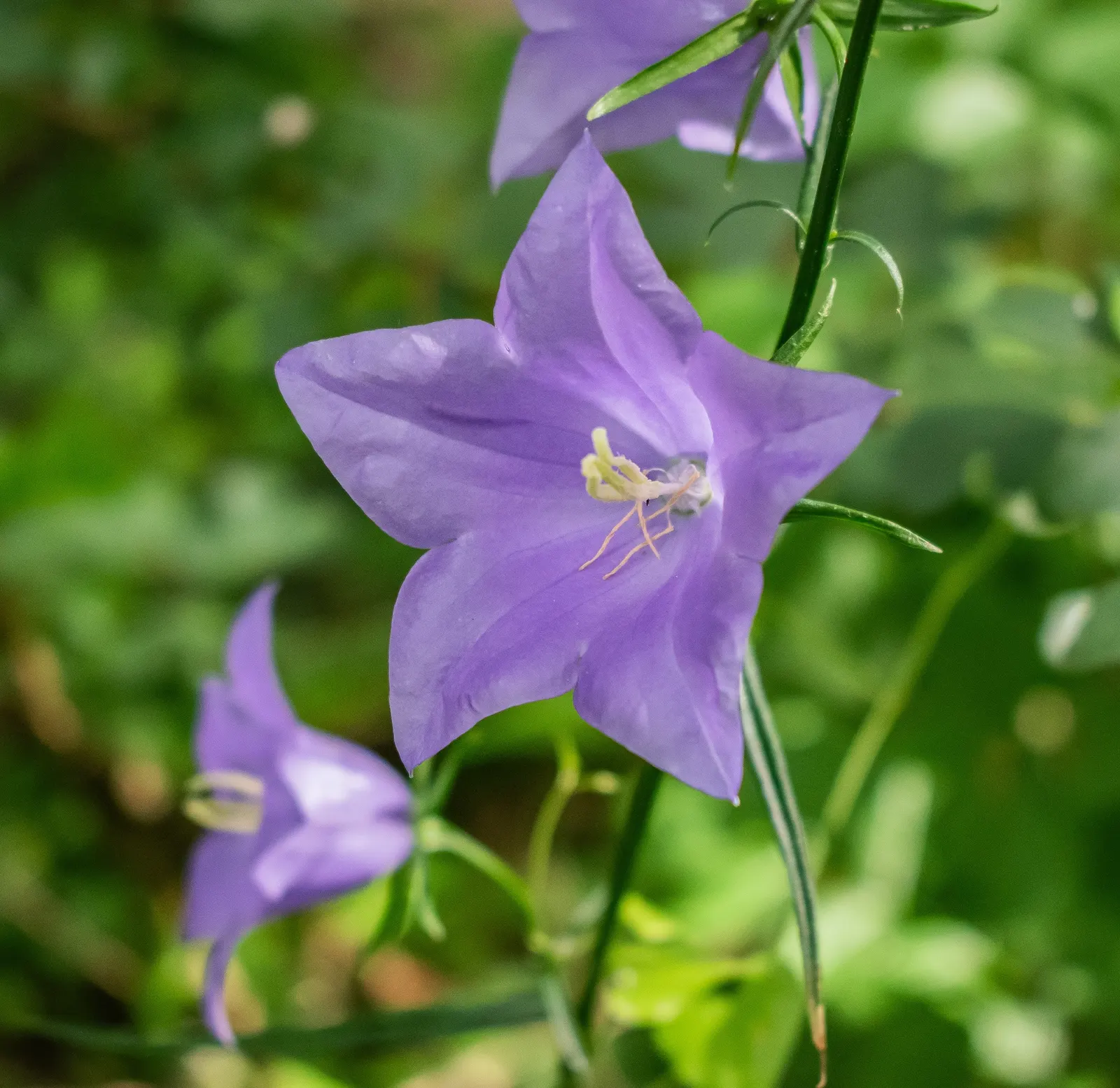 Peach-Leaved Bellflower, Paper Bell (Campanula Persicifolia) — perennial with violet blooms; depending on the cultivar, image 59