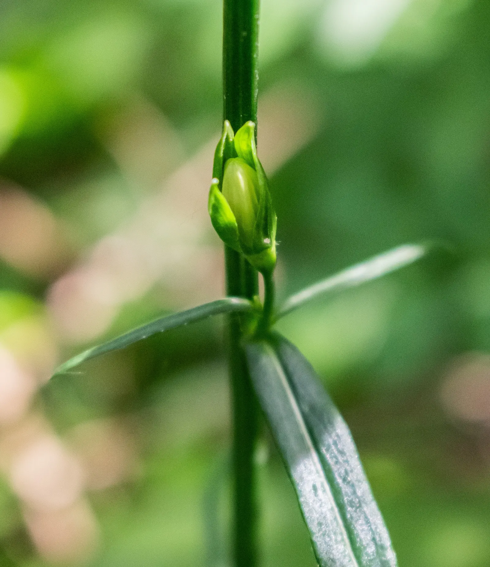 Peach-Leaved Bellflower, Paper Bell (Campanula Persicifolia) — Its slender leaves resemble peach foliage, adding a unique texture; the Peach-leaved, image 45