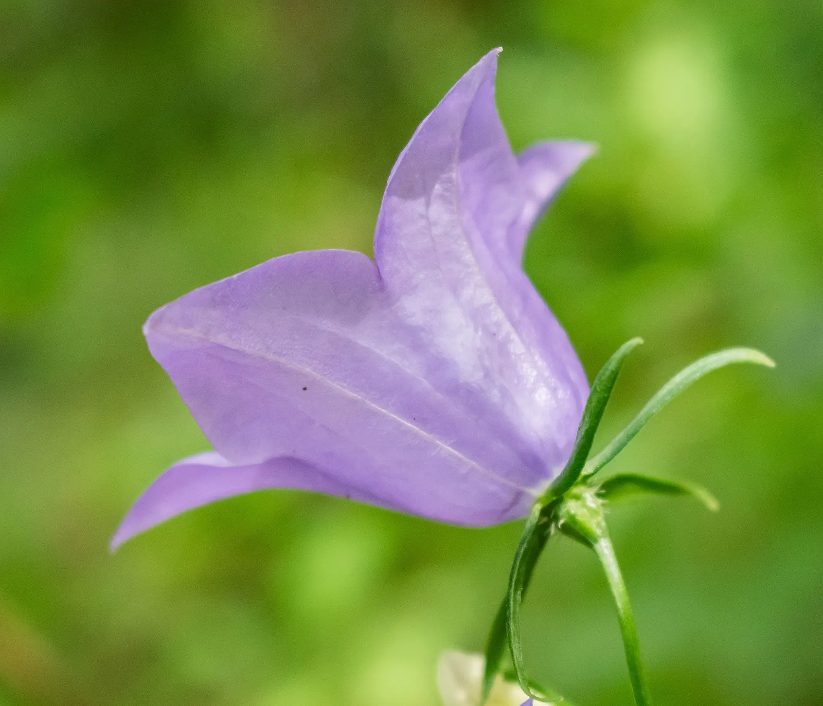 Peach-Leaved Bellflower, Paper Bell (Campanula Persicifolia) — is a charming and graceful perennial that brings a touch of elegance to any garden