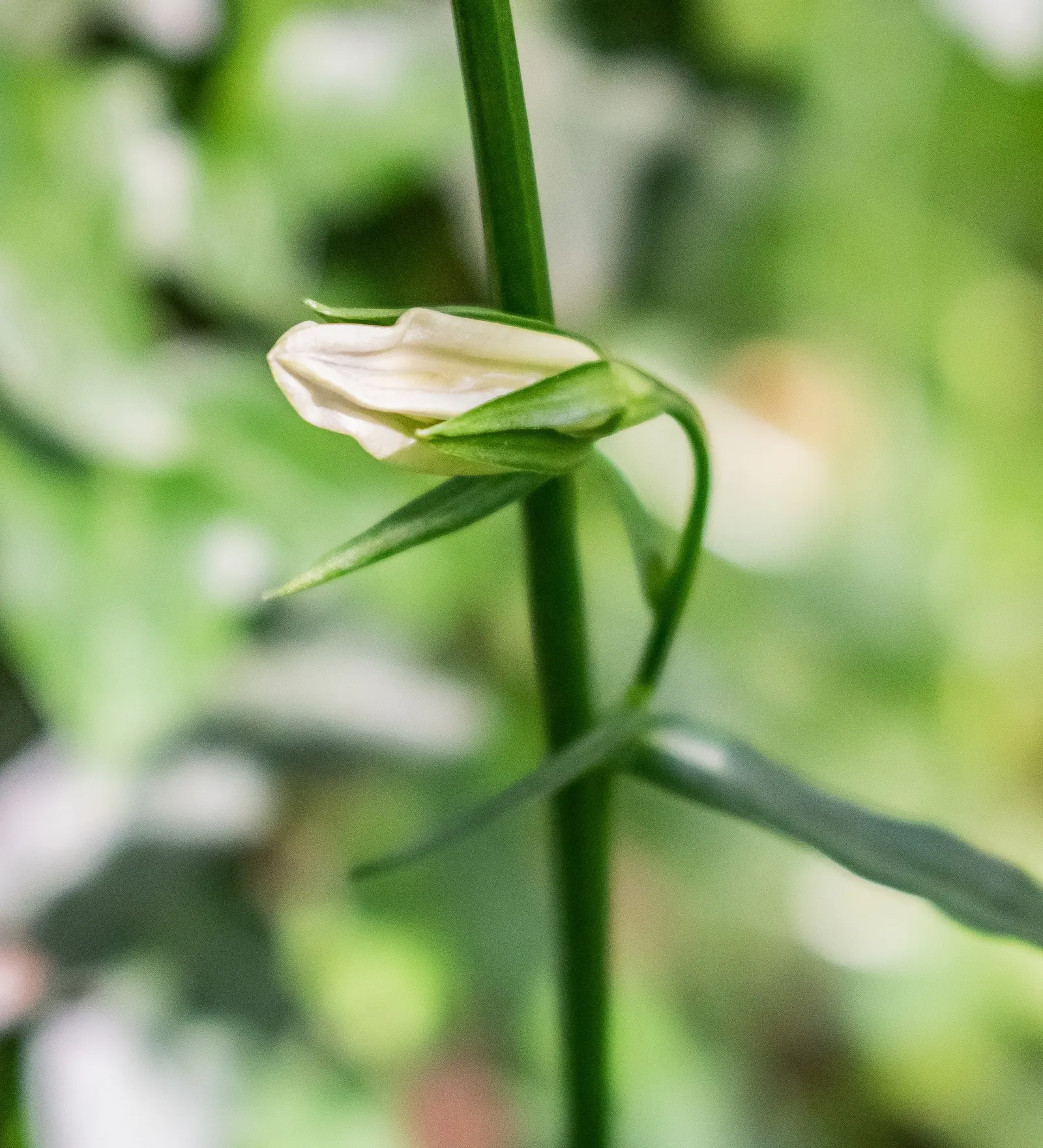 Peach-Leaved Bellflower, Paper Bell (Campanula Persicifolia) — this hardy perennial is relatively low maintenance; with its perennial nature and, image 54