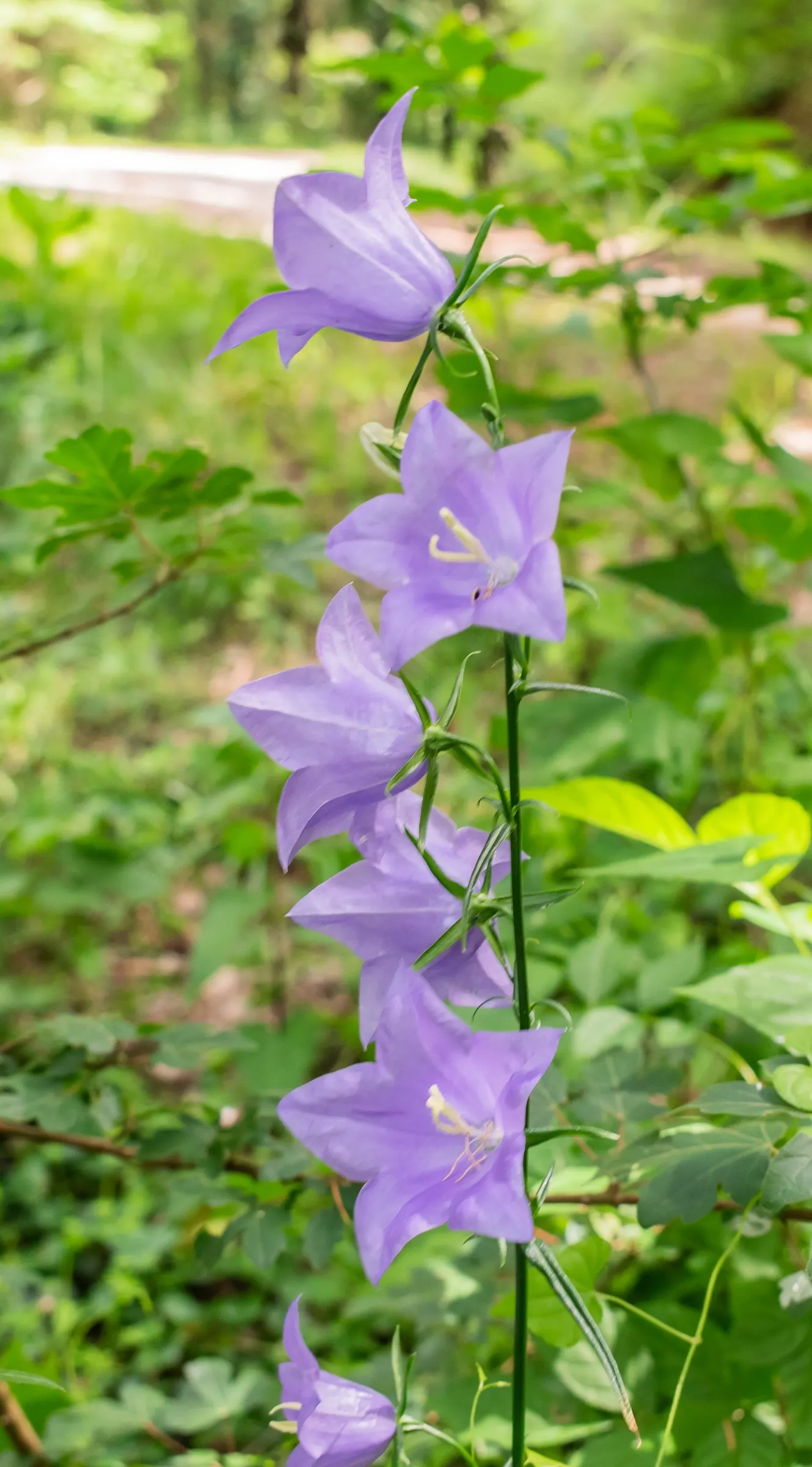 Peach-Leaved Bellflower, Paper Bell (Campanula Persicifolia) — These blossoms are borne on tall; this hardy perennial is relatively low maintenance, image 51